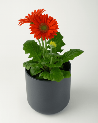 Gerbera Color Mix - Napuplant