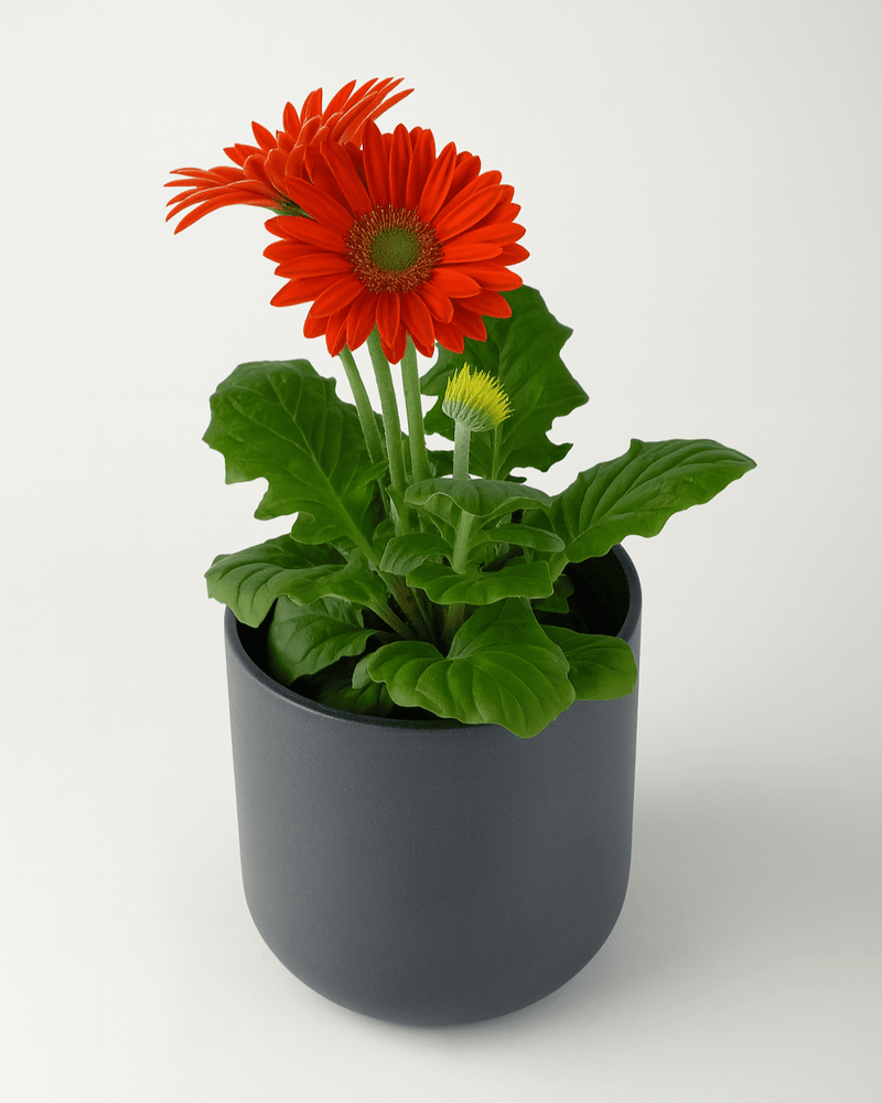 Gerbera Color Mix