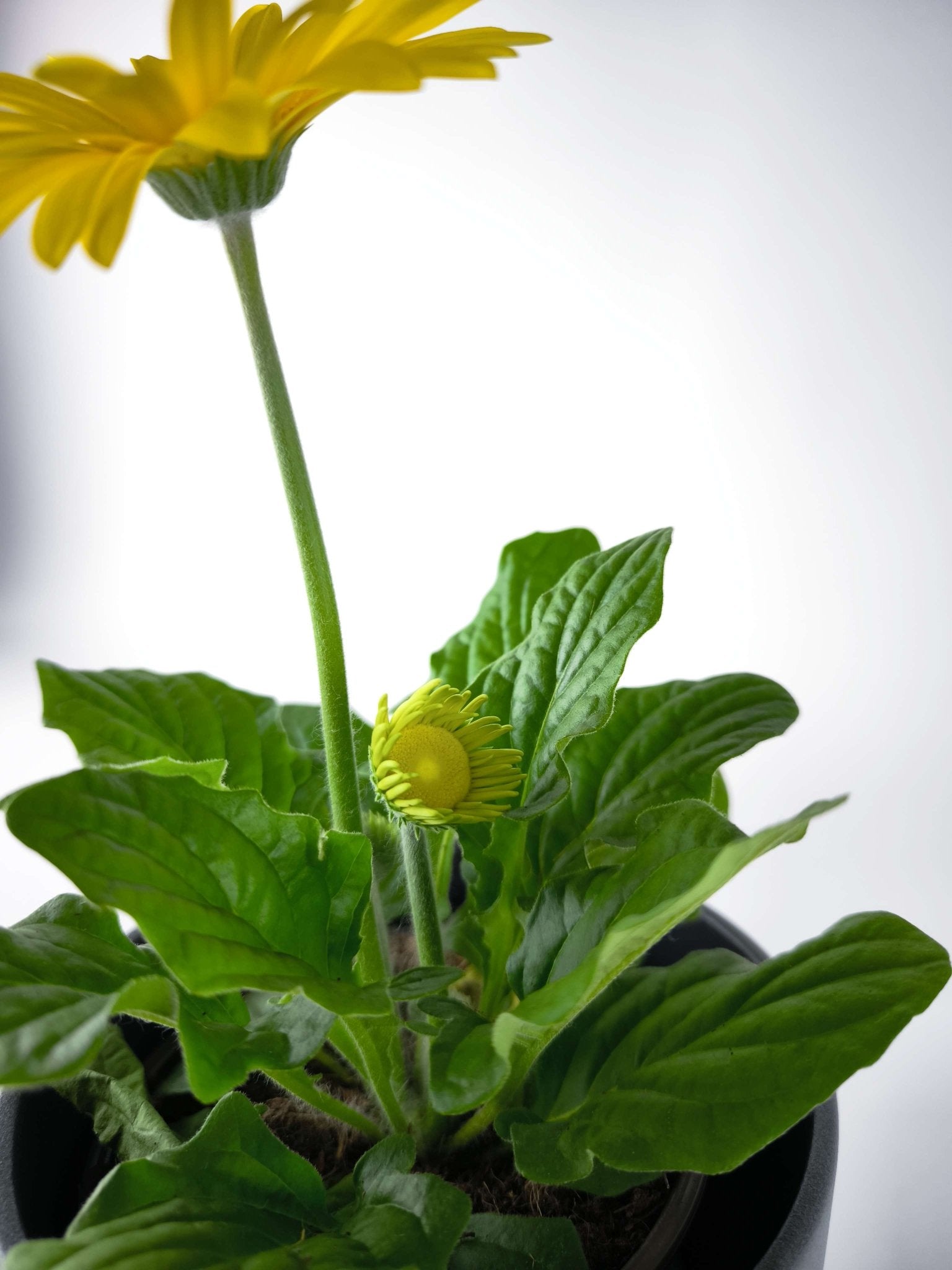 Gerbera Color Mix - Napuplant