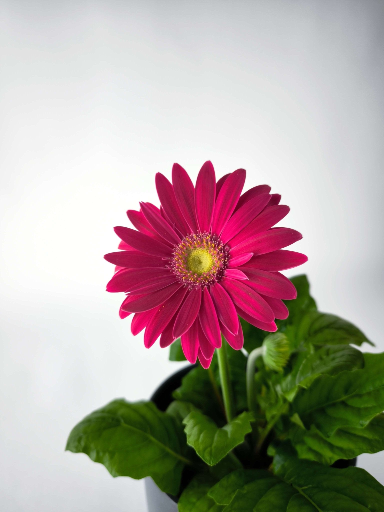 Gerbera Color Mix - Napuplant