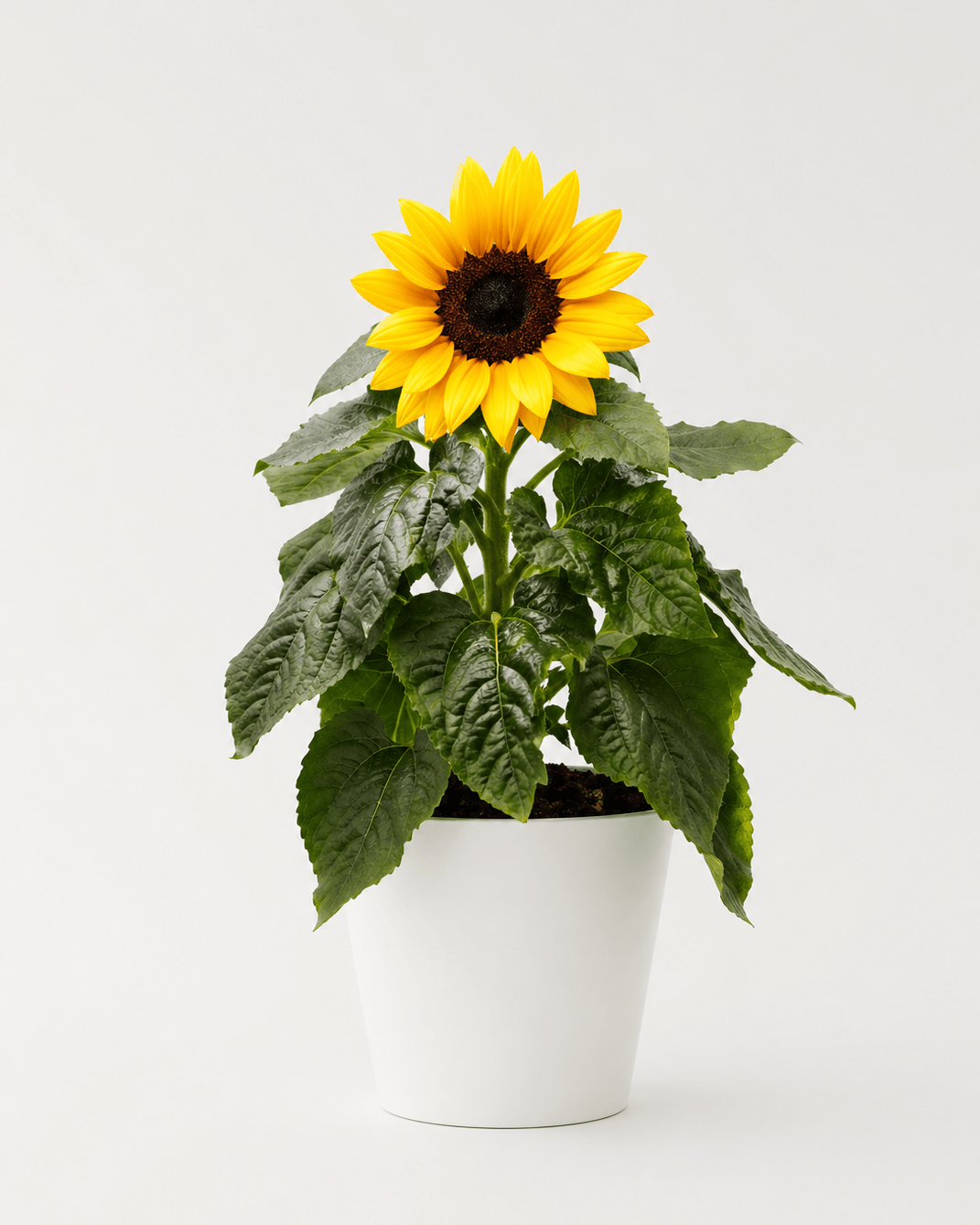 Girasol - Napuplant