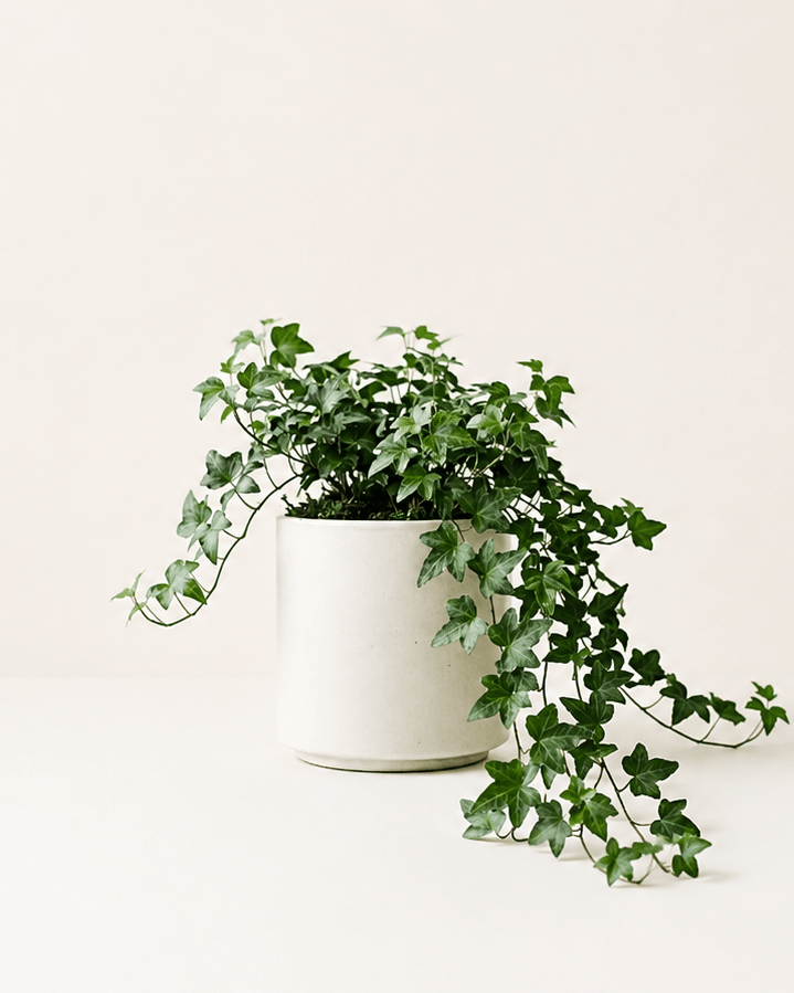 Heura - Napuplant
