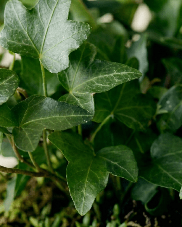 Heura - Napuplant