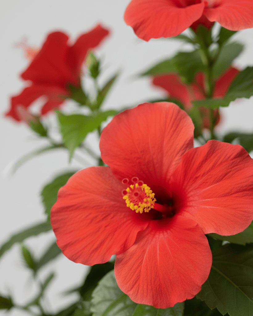 Hibisco - Napuplant