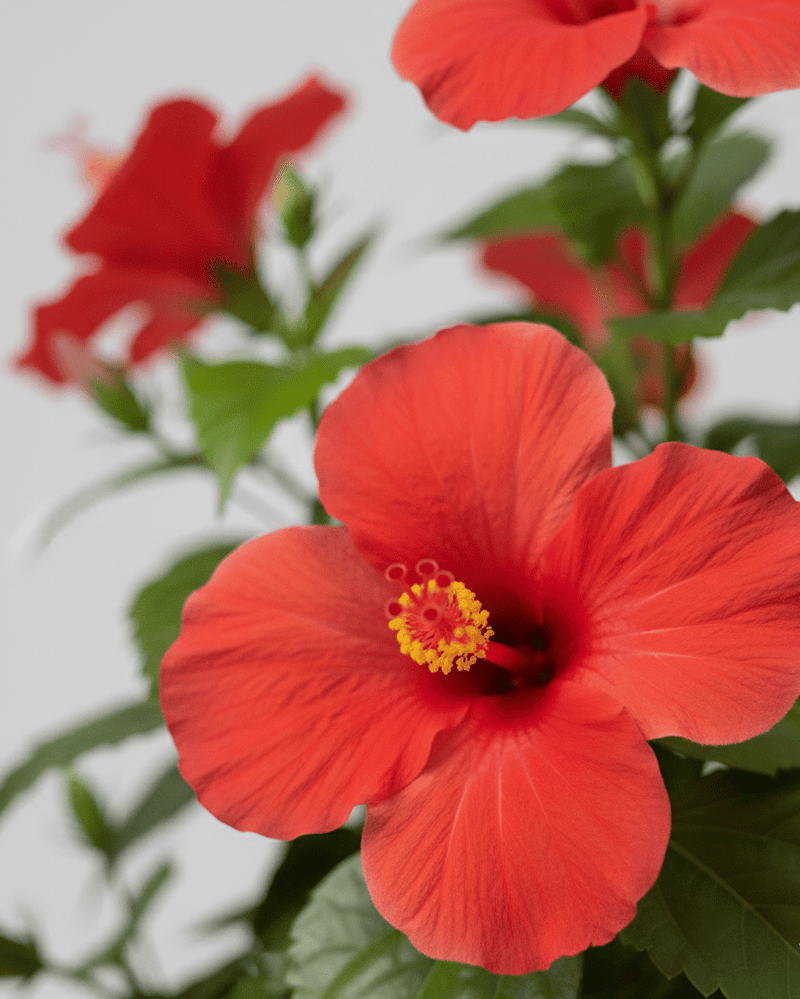 Hibisco · Hibiscus Rosa de China