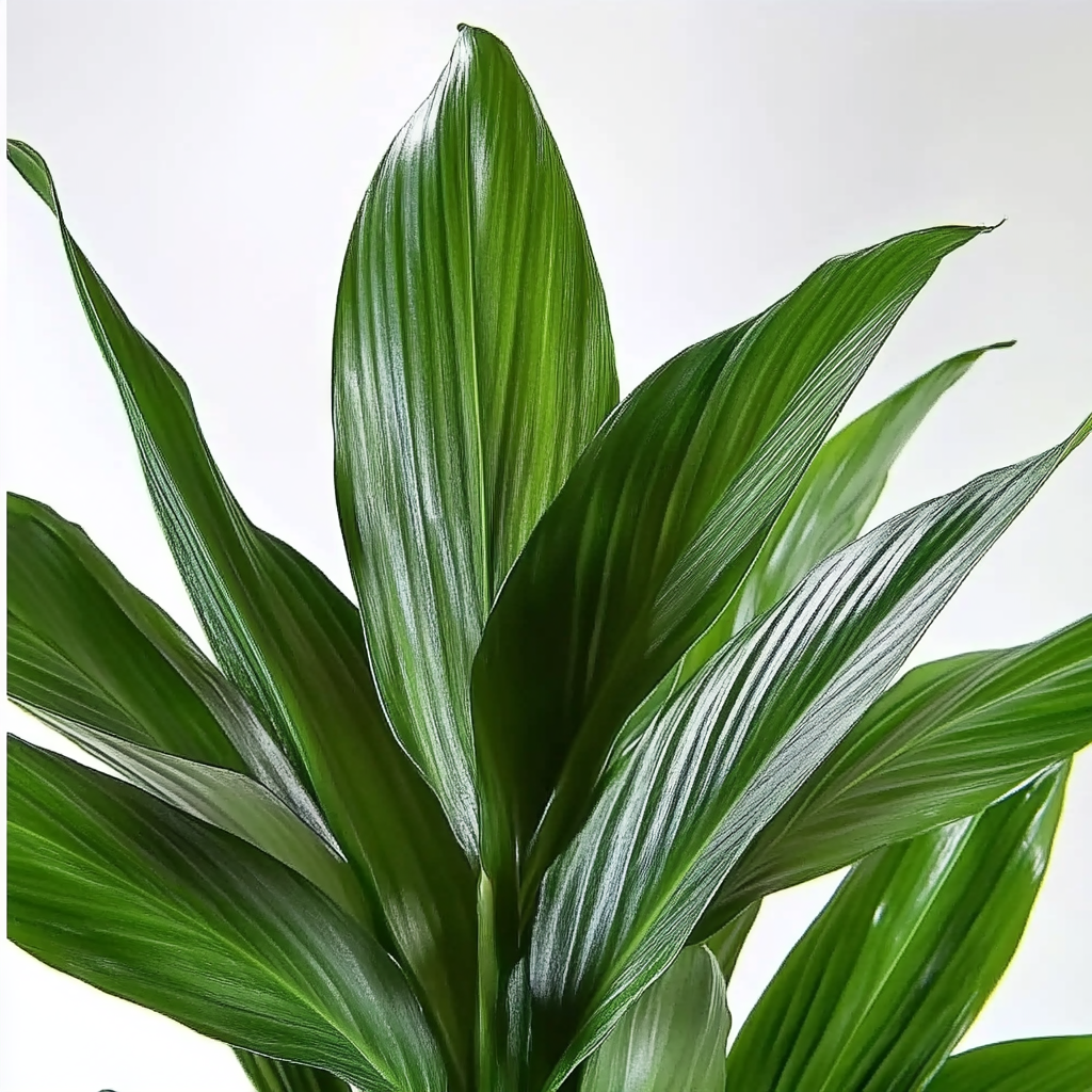 Aspidistra