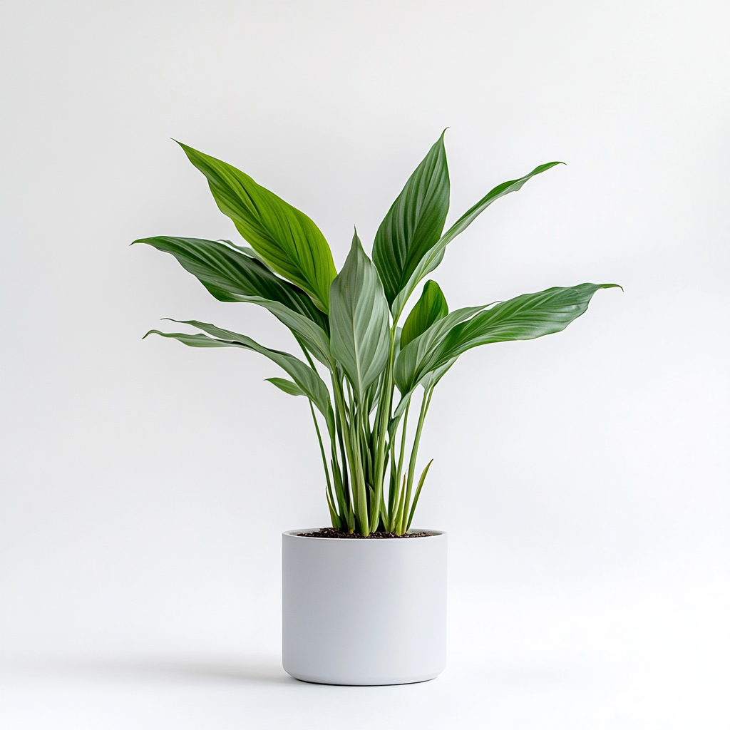 Aspidistra