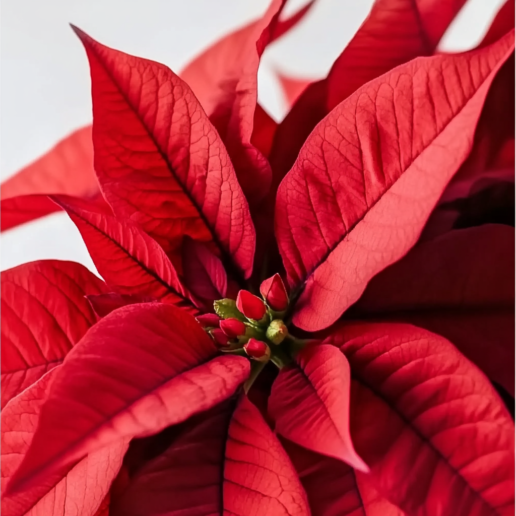 Poinsettia Roja