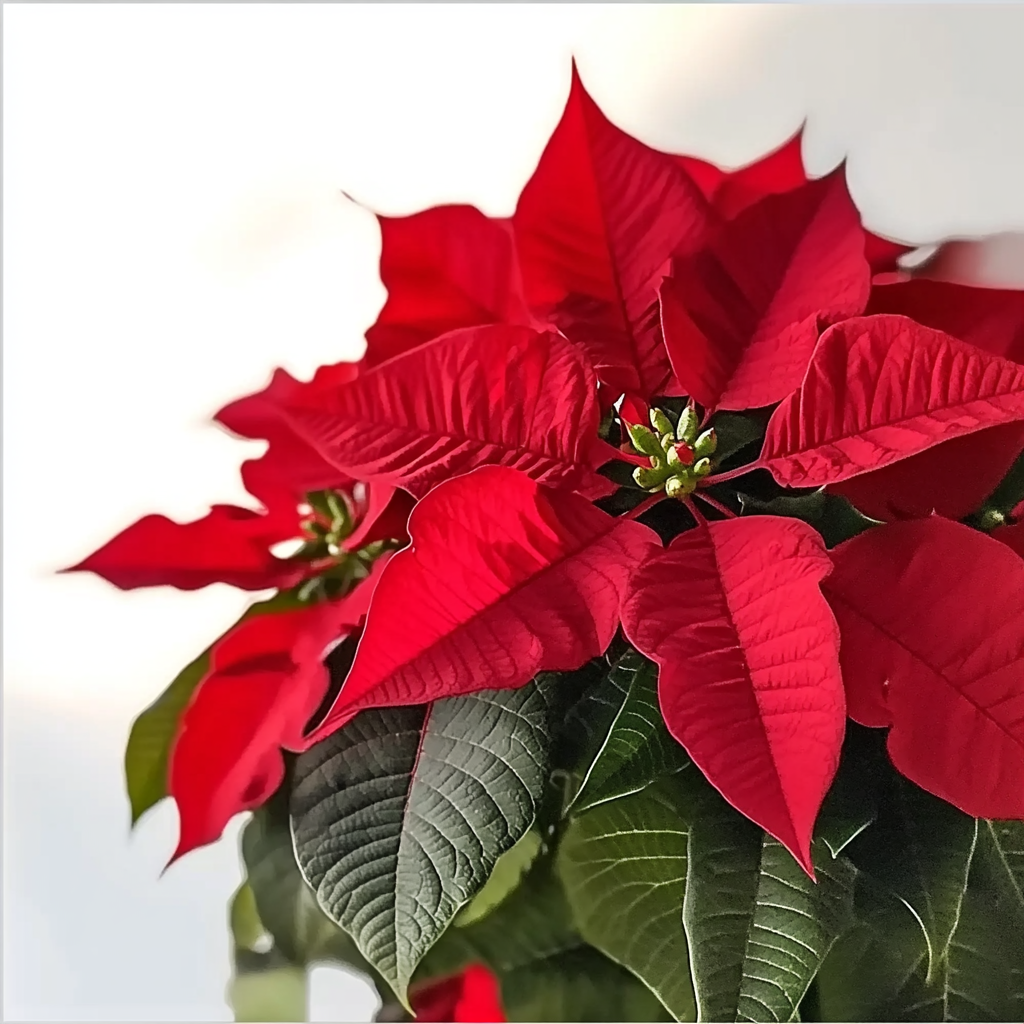 Poinsettia Roja