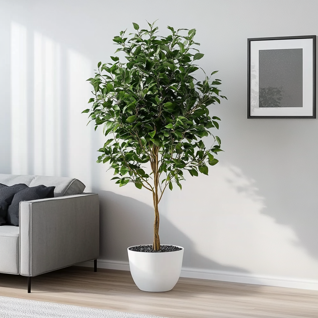 Ficus Benjamina