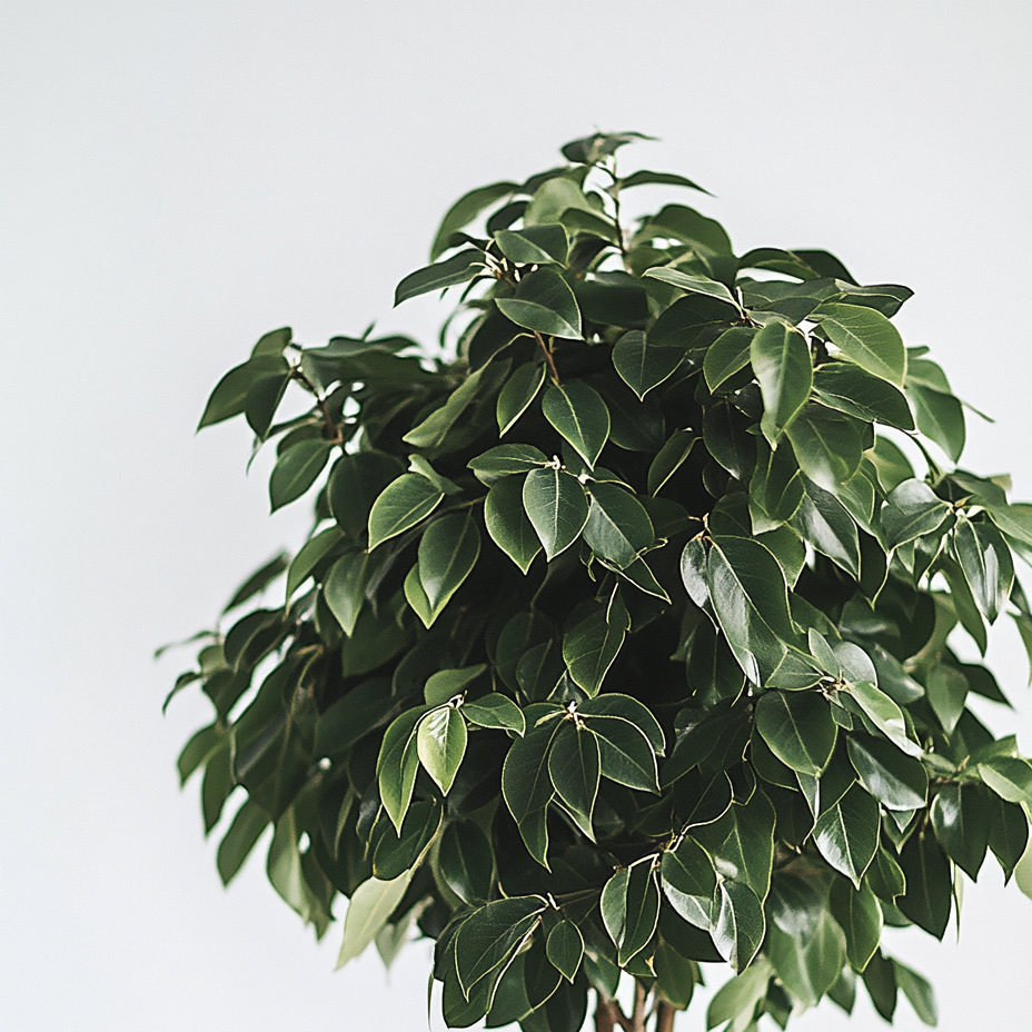 Ficus Benjamina