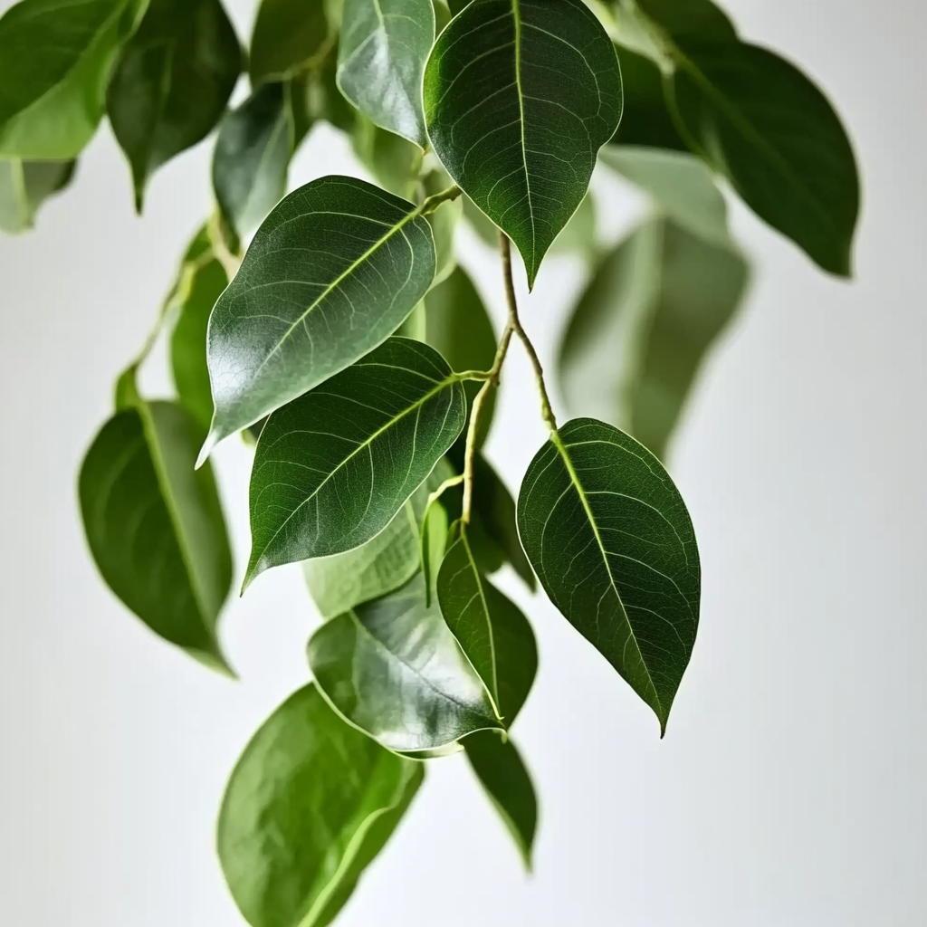 Ficus Benjamina