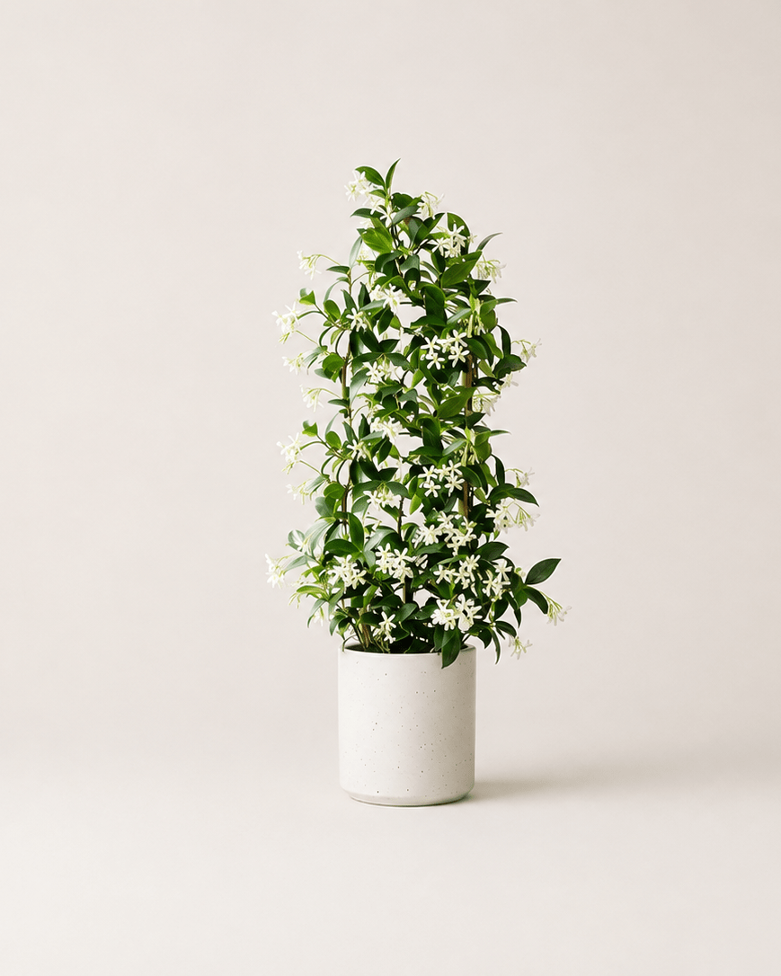 Jazmin - Napuplant