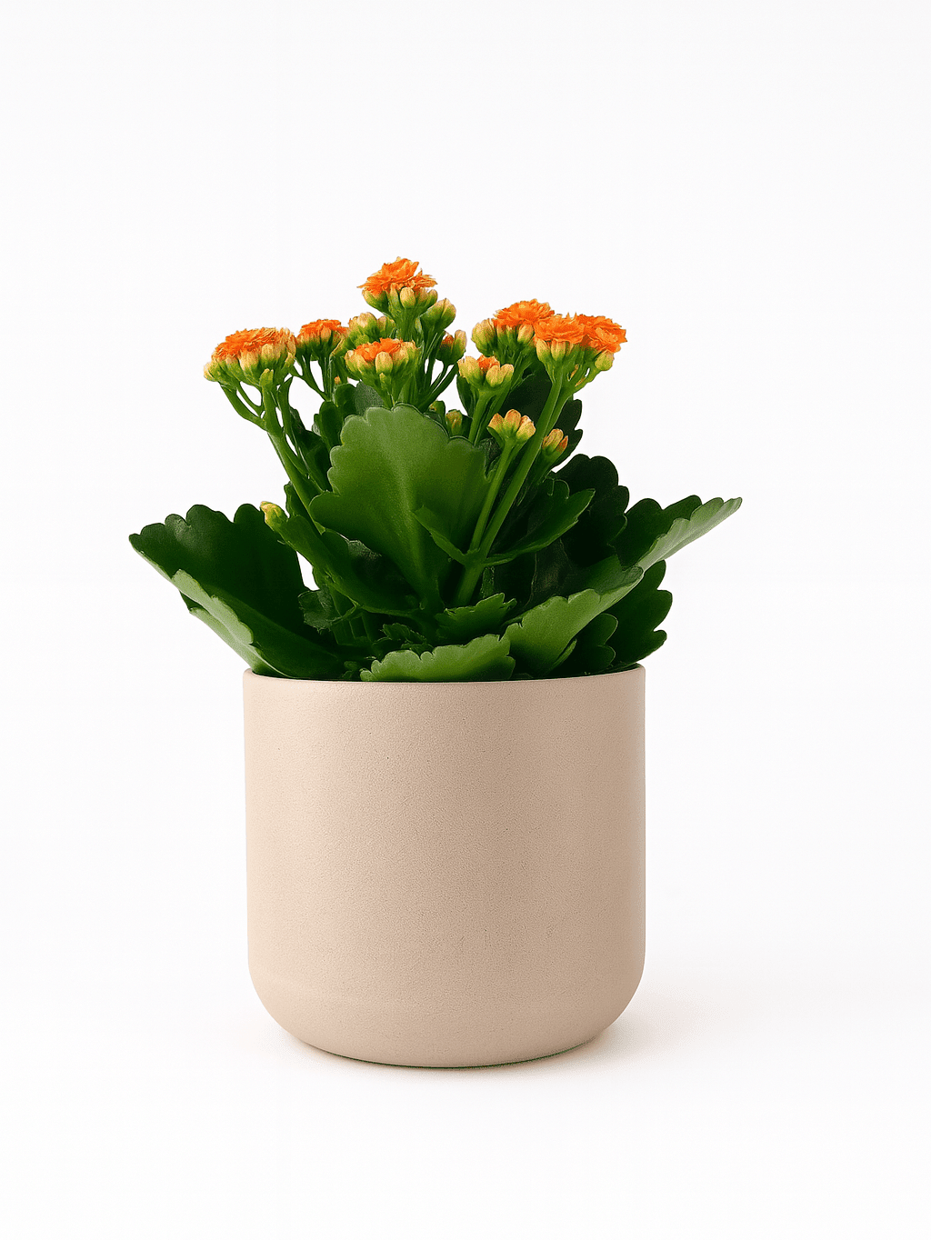 Kalanchoe - Napuplant