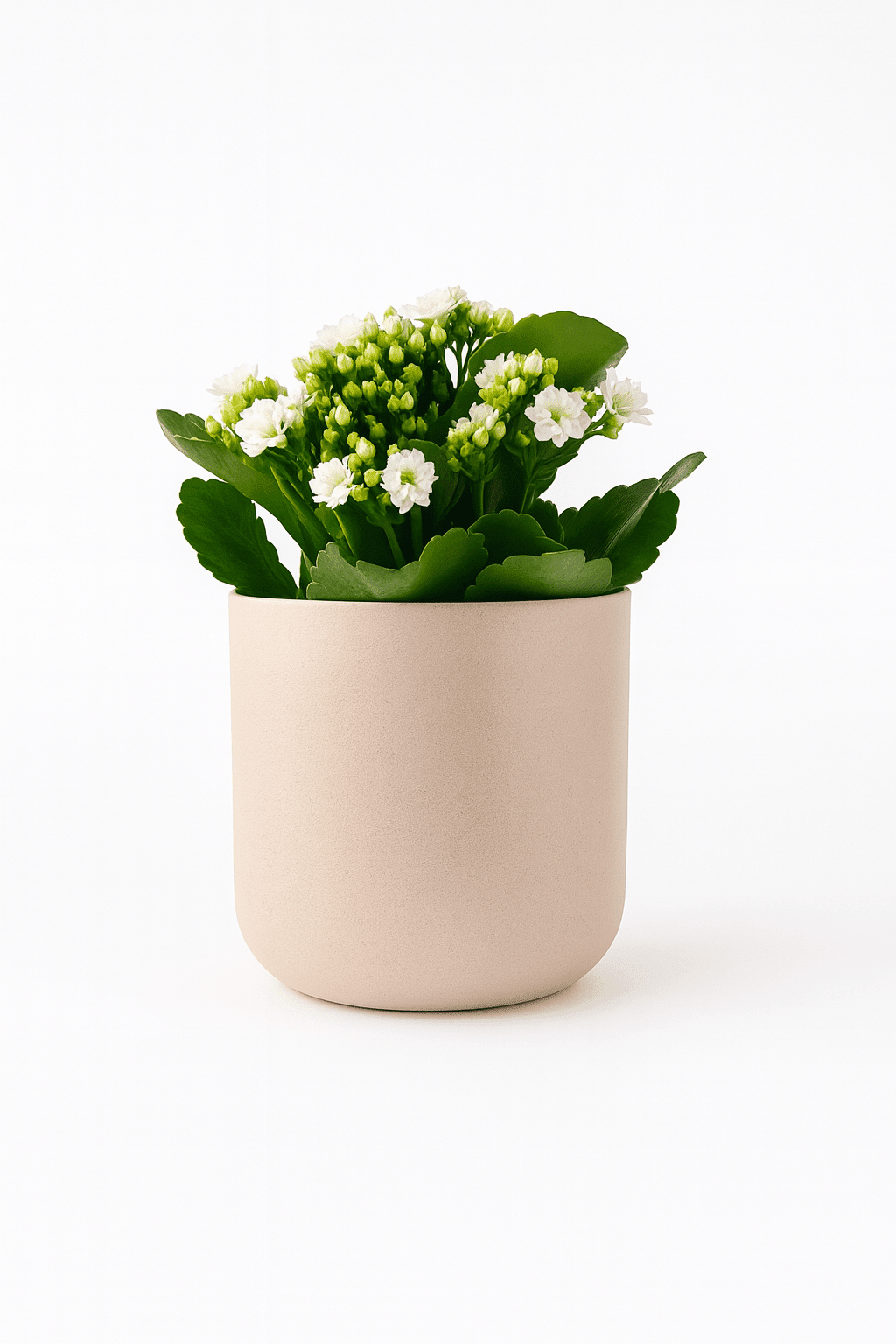 Kalanchoe - Napuplant