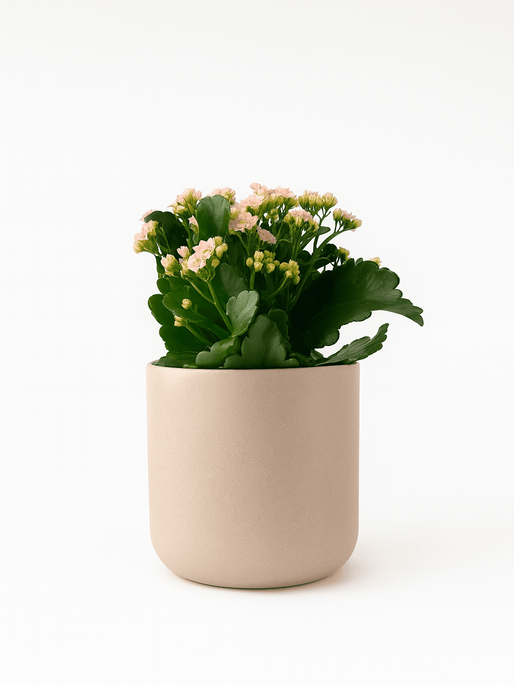 Kalanchoe - Napuplant