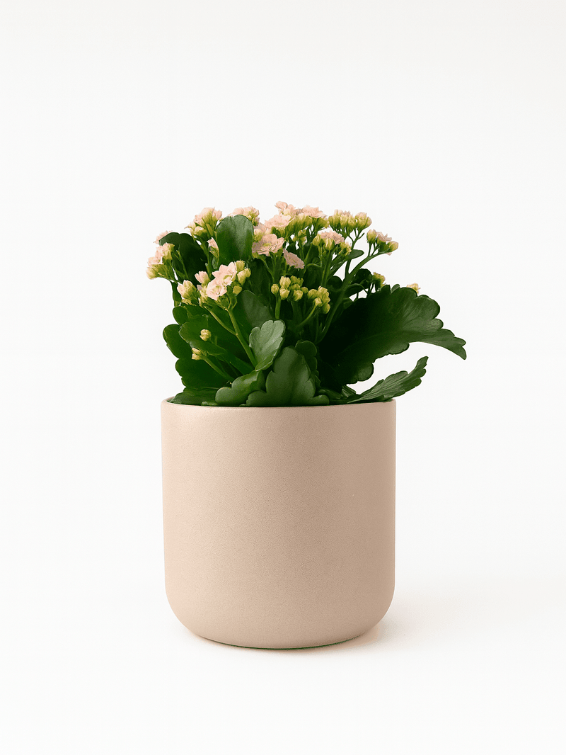 Kalanchoe