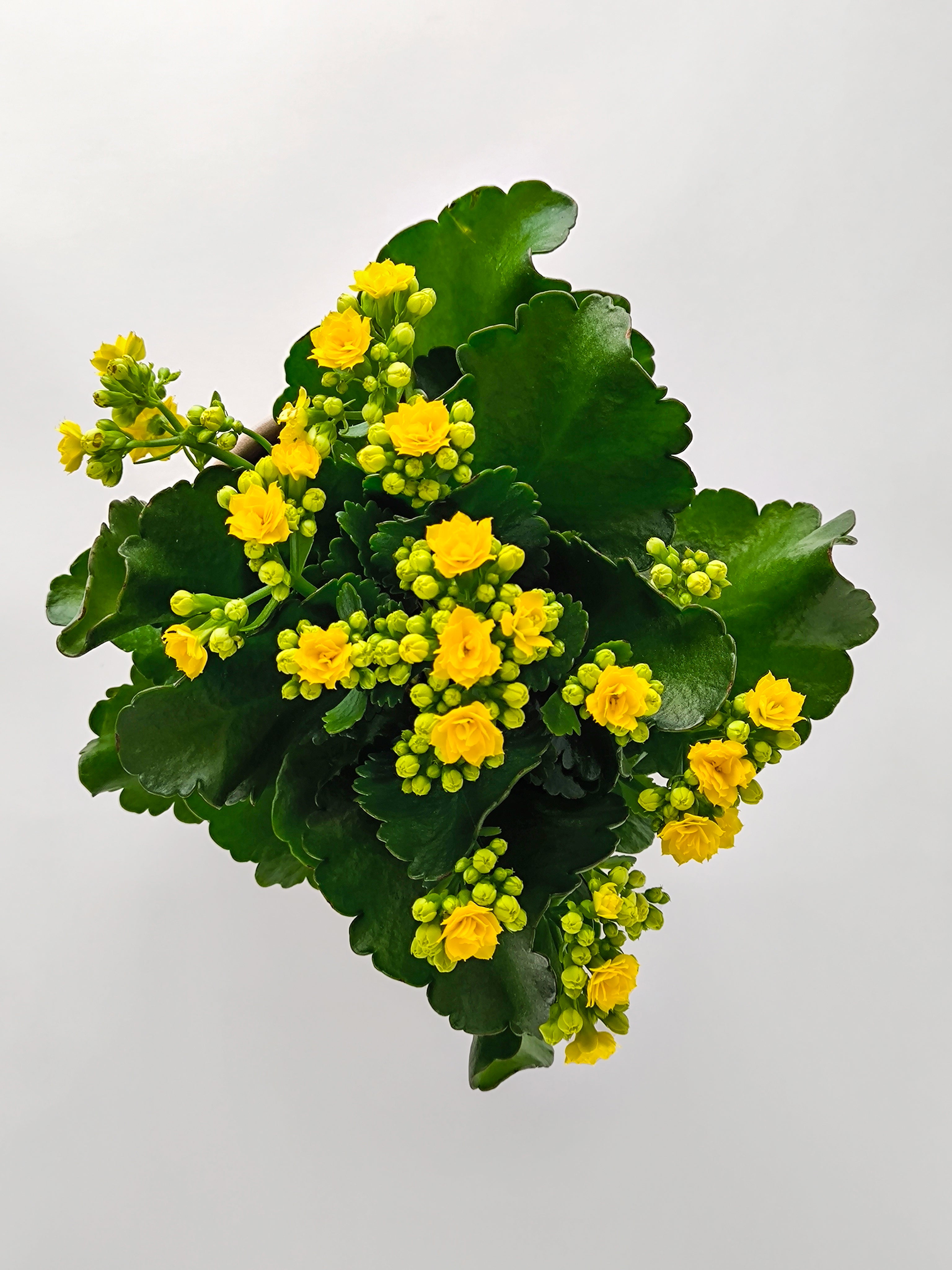 Kalanchoe Amarillo