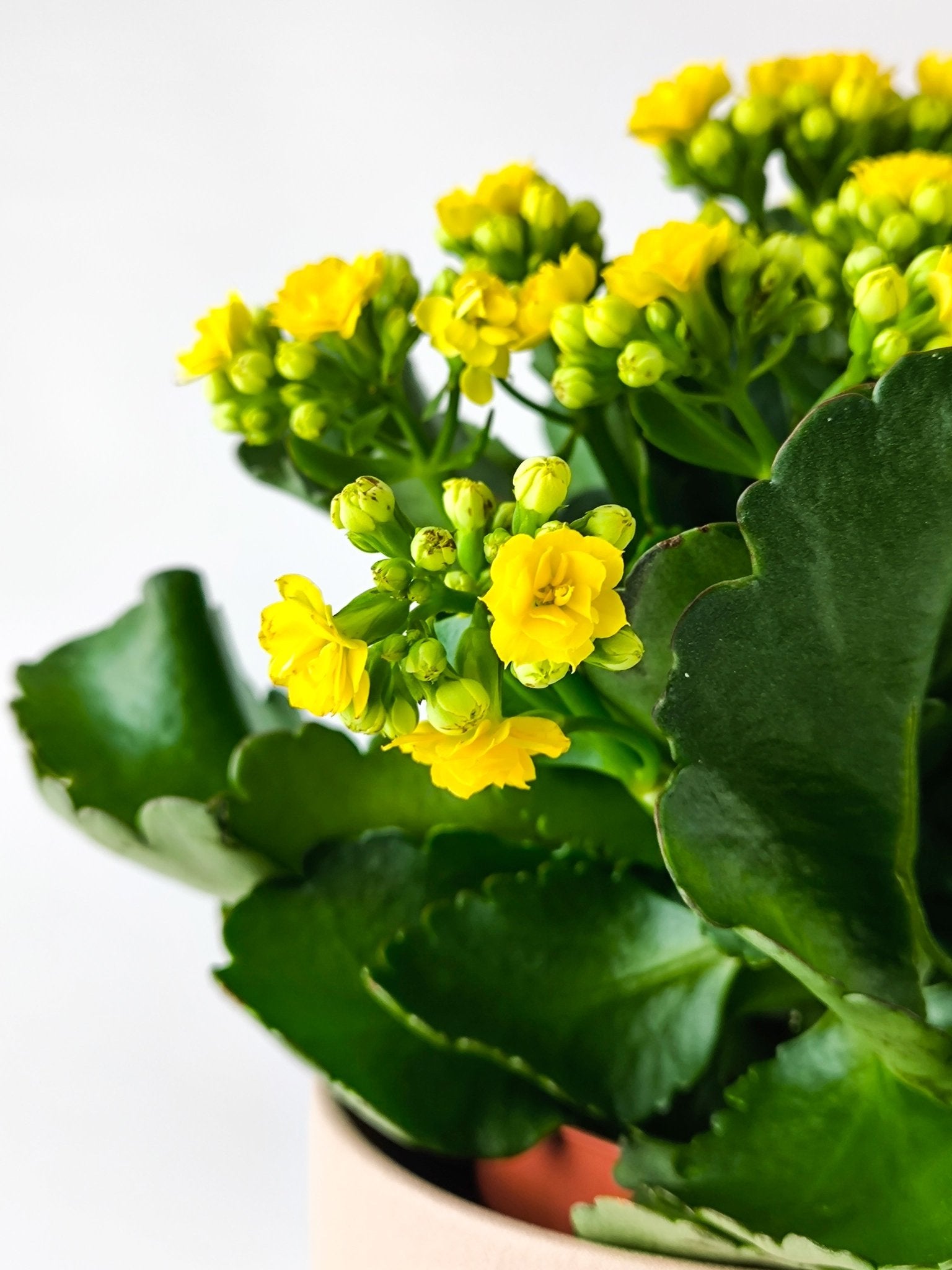Kalanchoe Amarillo - Napuplant