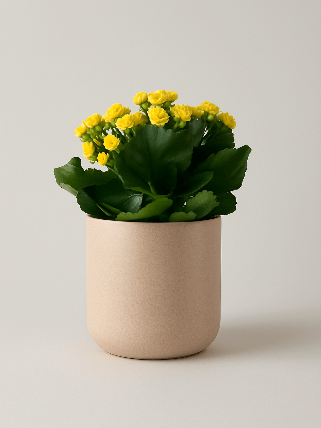 Kalanchoe Amarillo - Napuplant