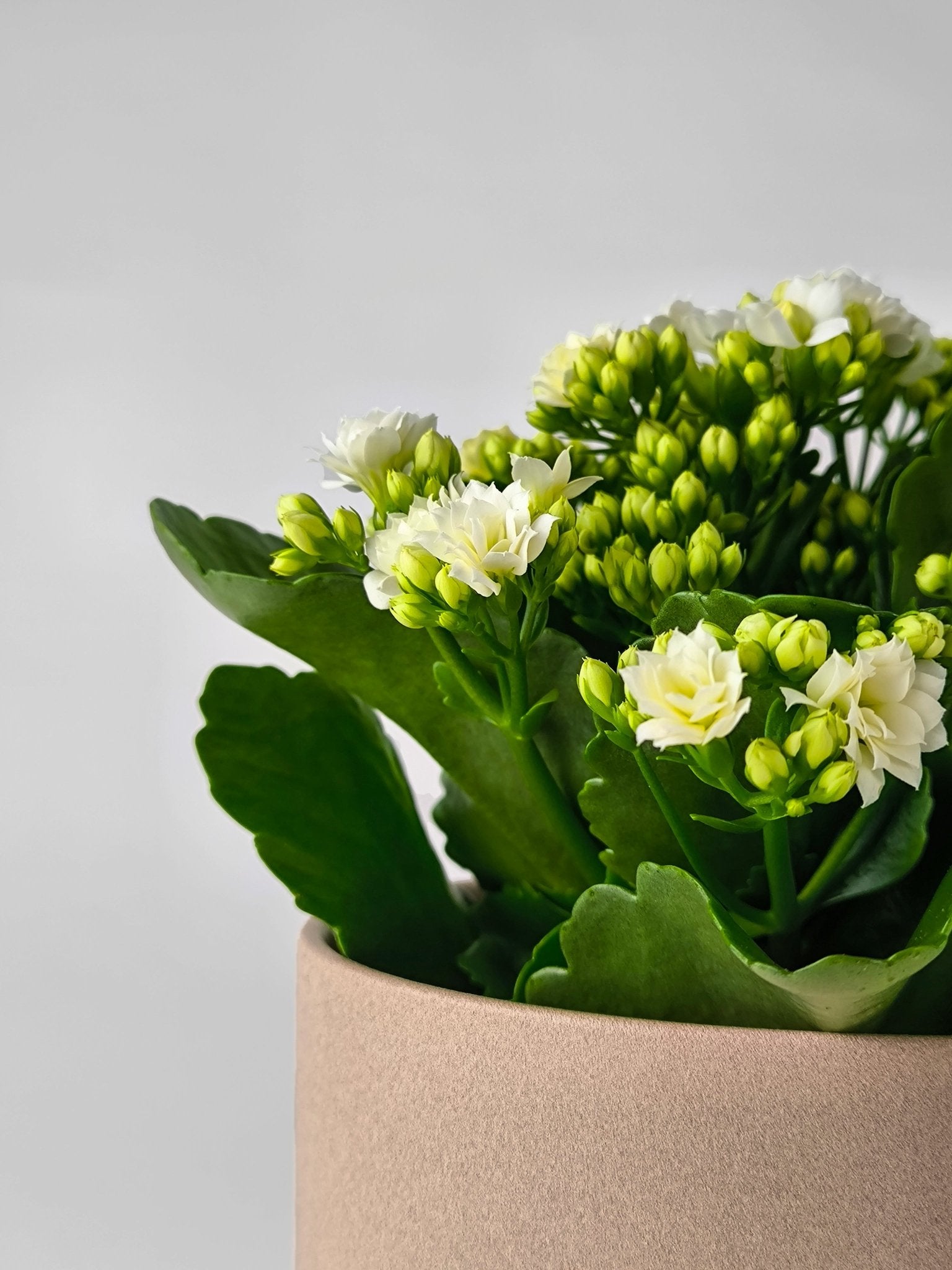 Kalanchoe Blanco - Napuplant