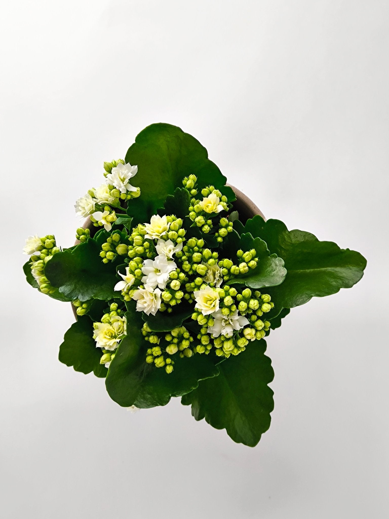 Kalanchoe Blanco - Napuplant