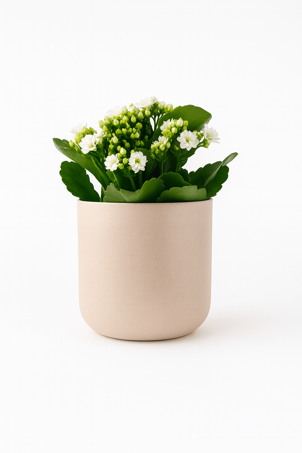 Kalanchoe Blanco - Napuplant