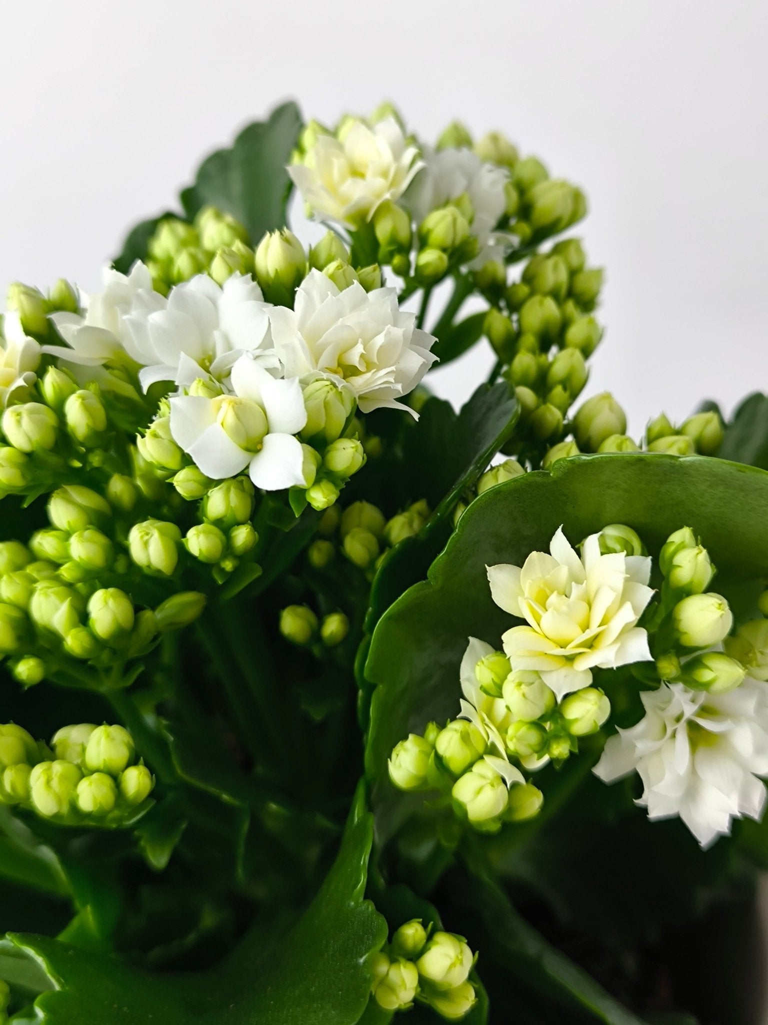 Kalanchoe Blanco - Napuplant
