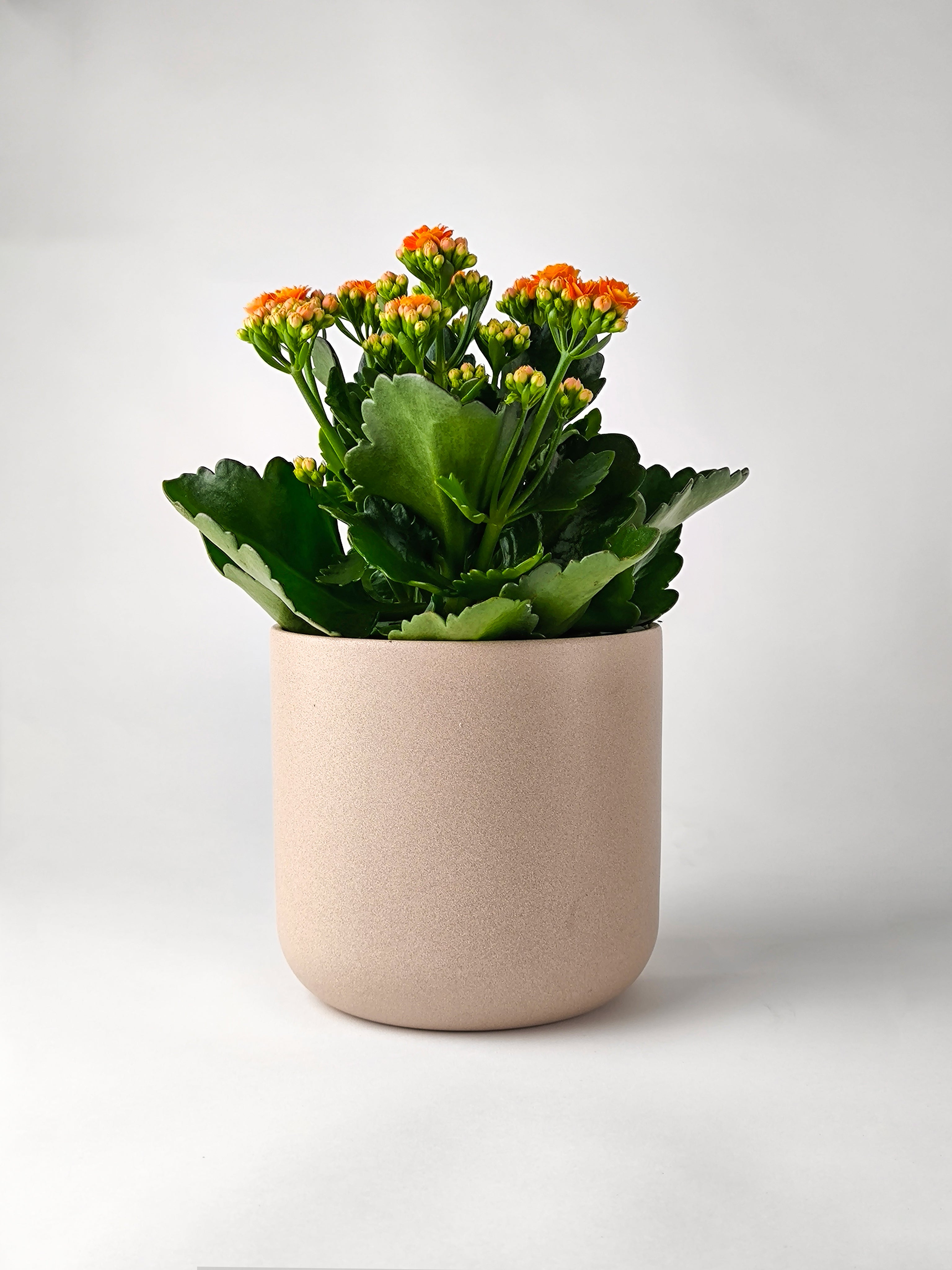 Kalanchoe Naranja