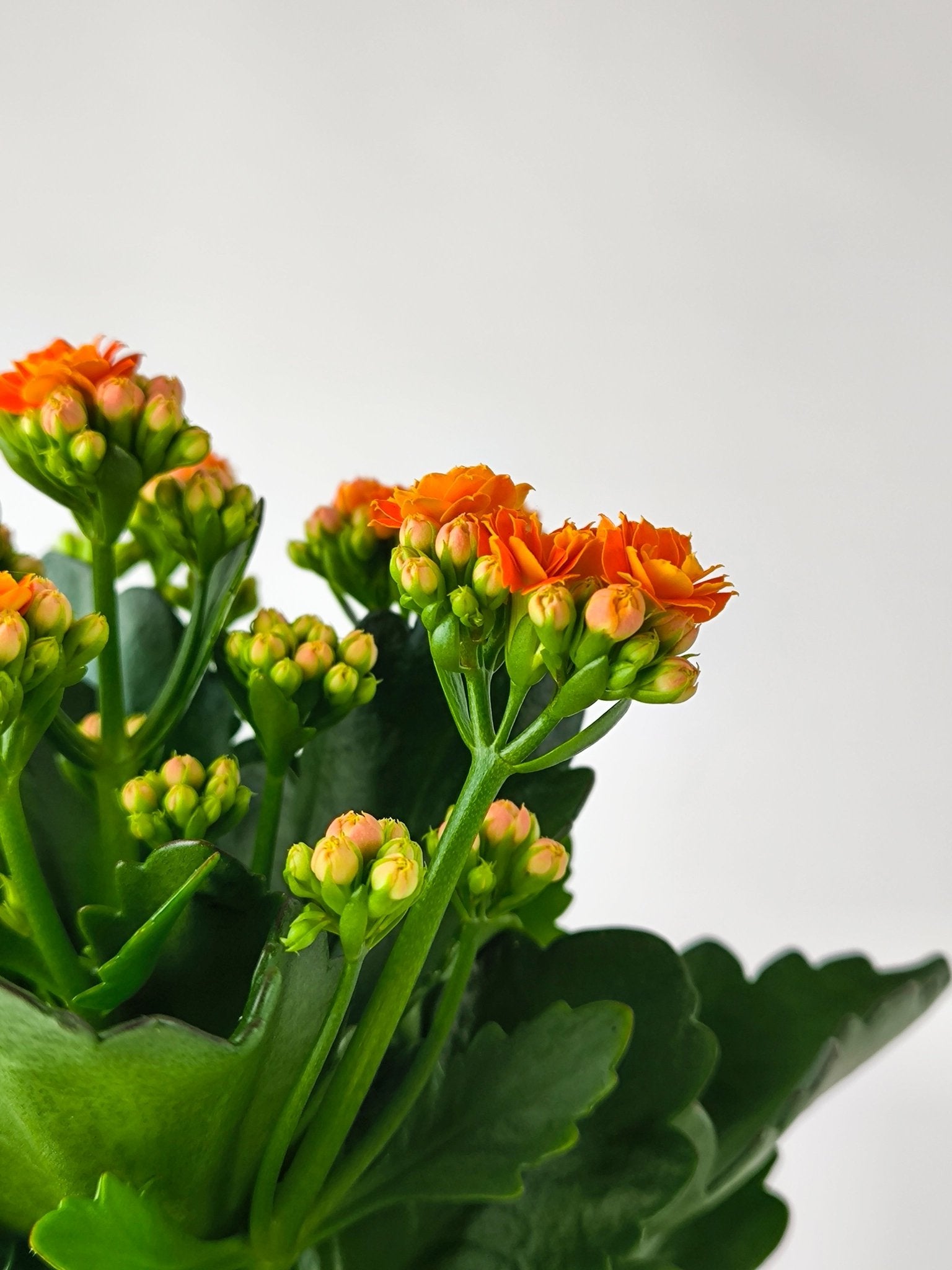 Kalanchoe Naranja - Napuplant