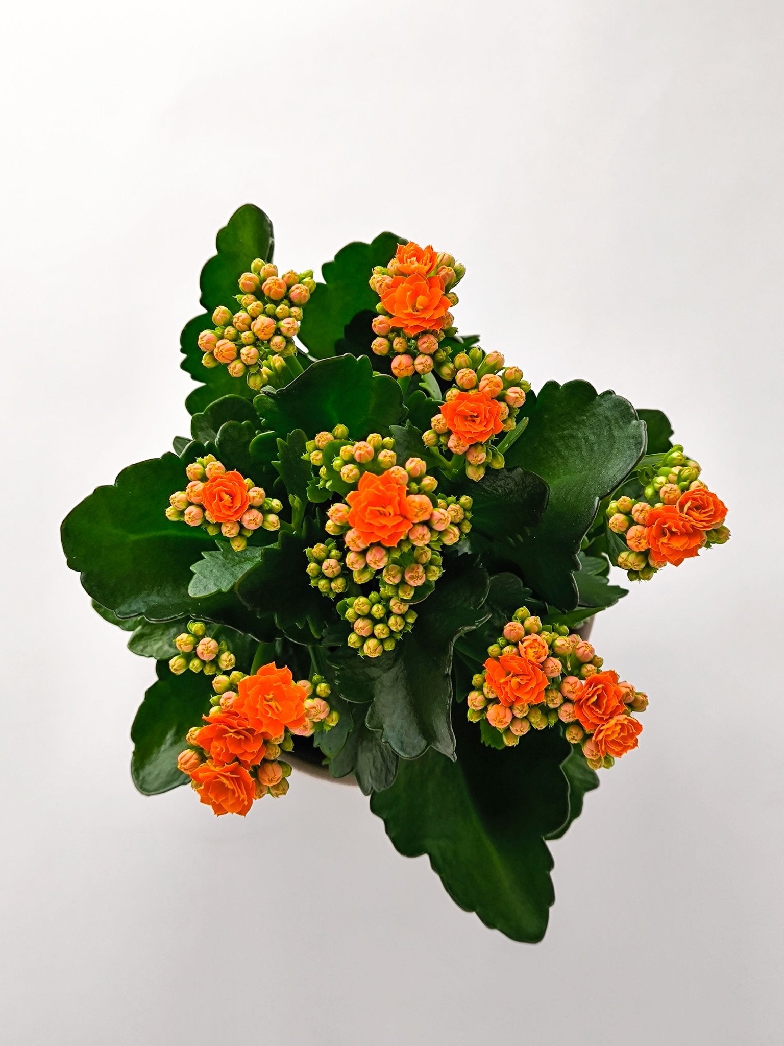 Kalanchoe Naranja - Napuplant