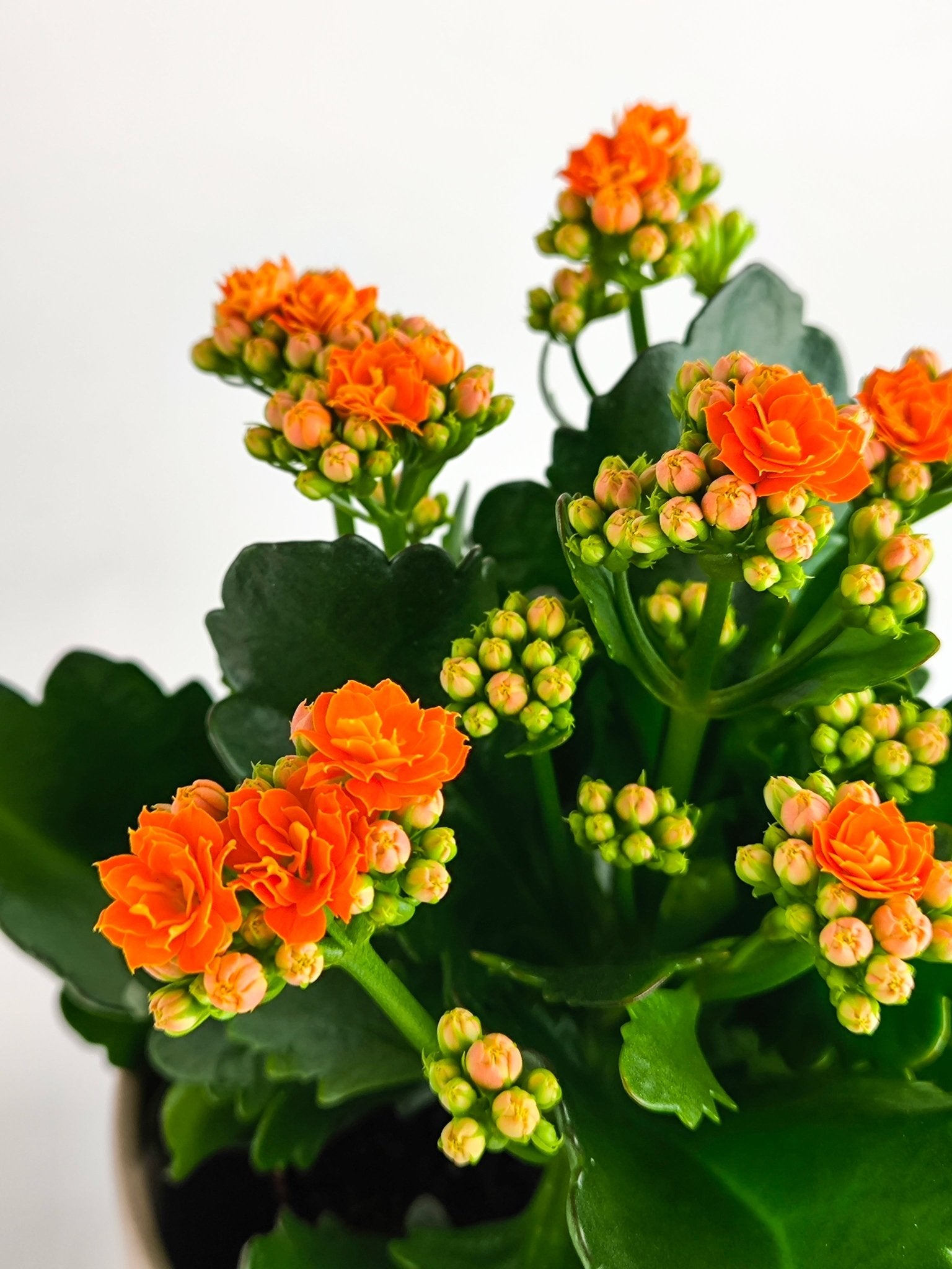 Kalanchoe Naranja - Napuplant