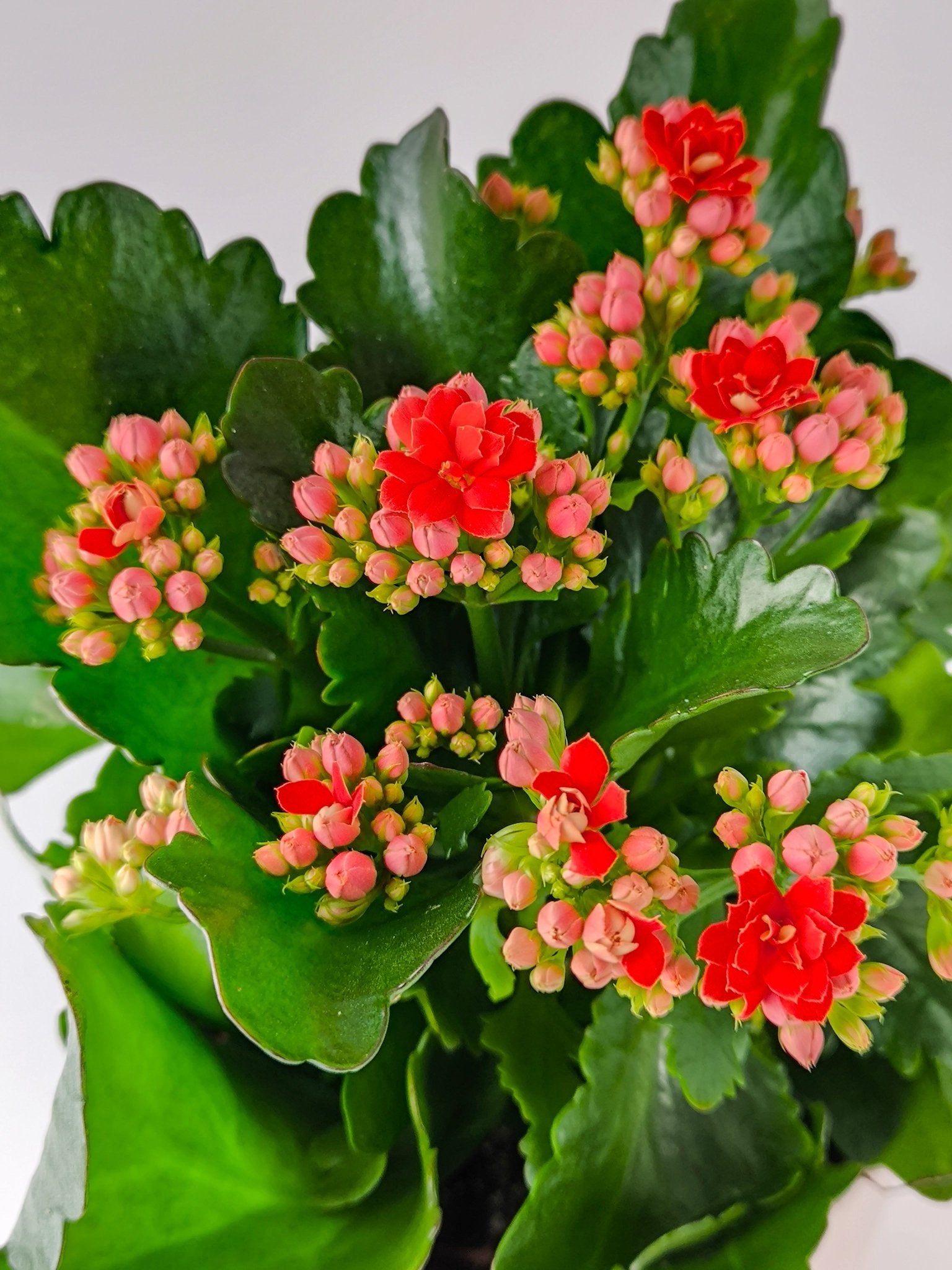 Kalanchoe Rojo - Napuplant