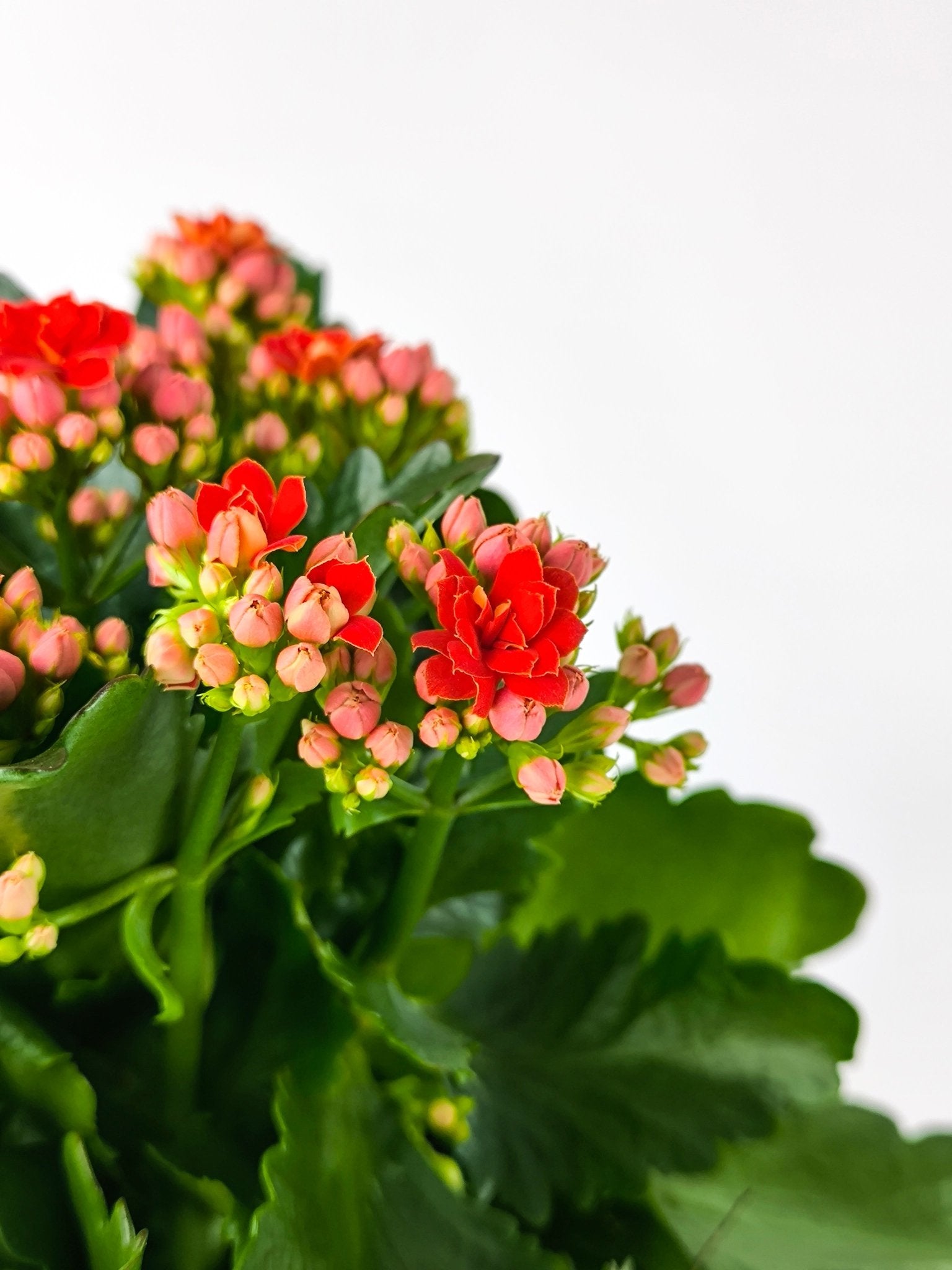 Kalanchoe Rojo - Napuplant
