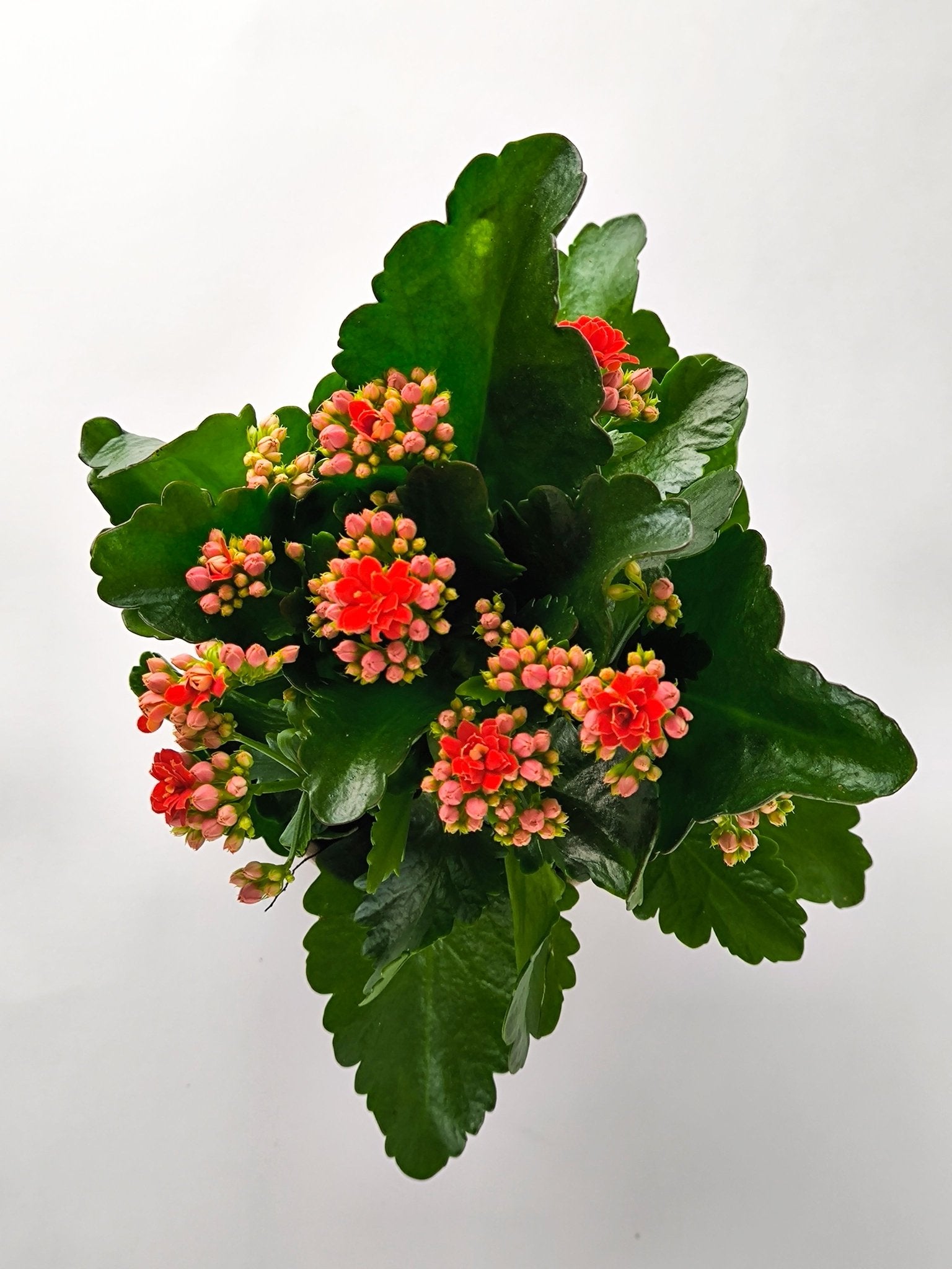 Kalanchoe Rojo - Napuplant