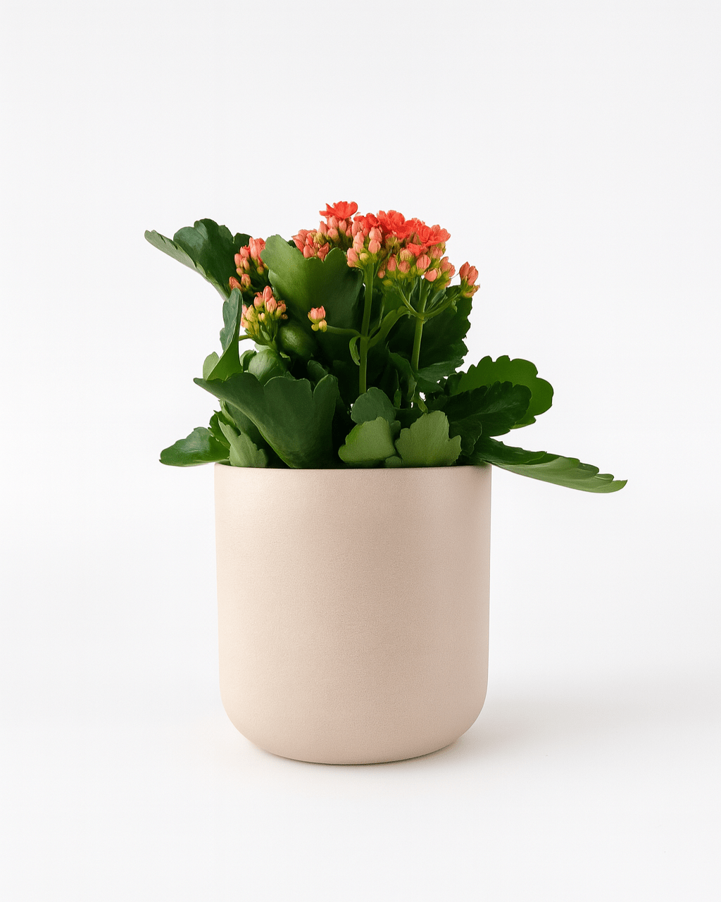 Kalanchoe Rojo - Napuplant