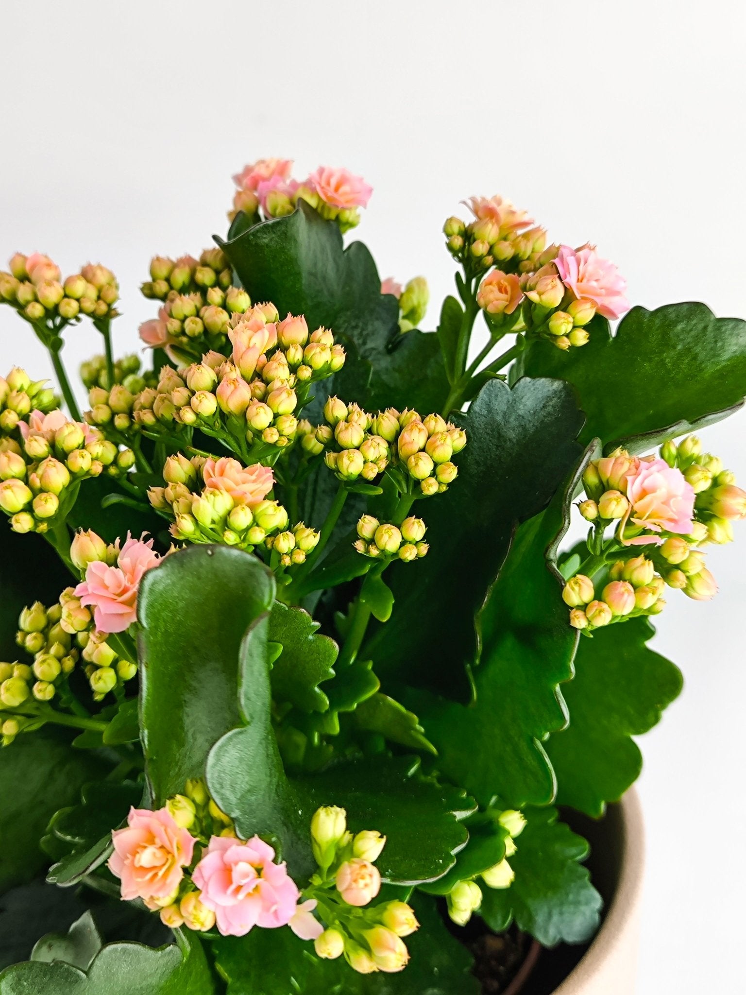 Kalanchoe Rosa - Napuplant