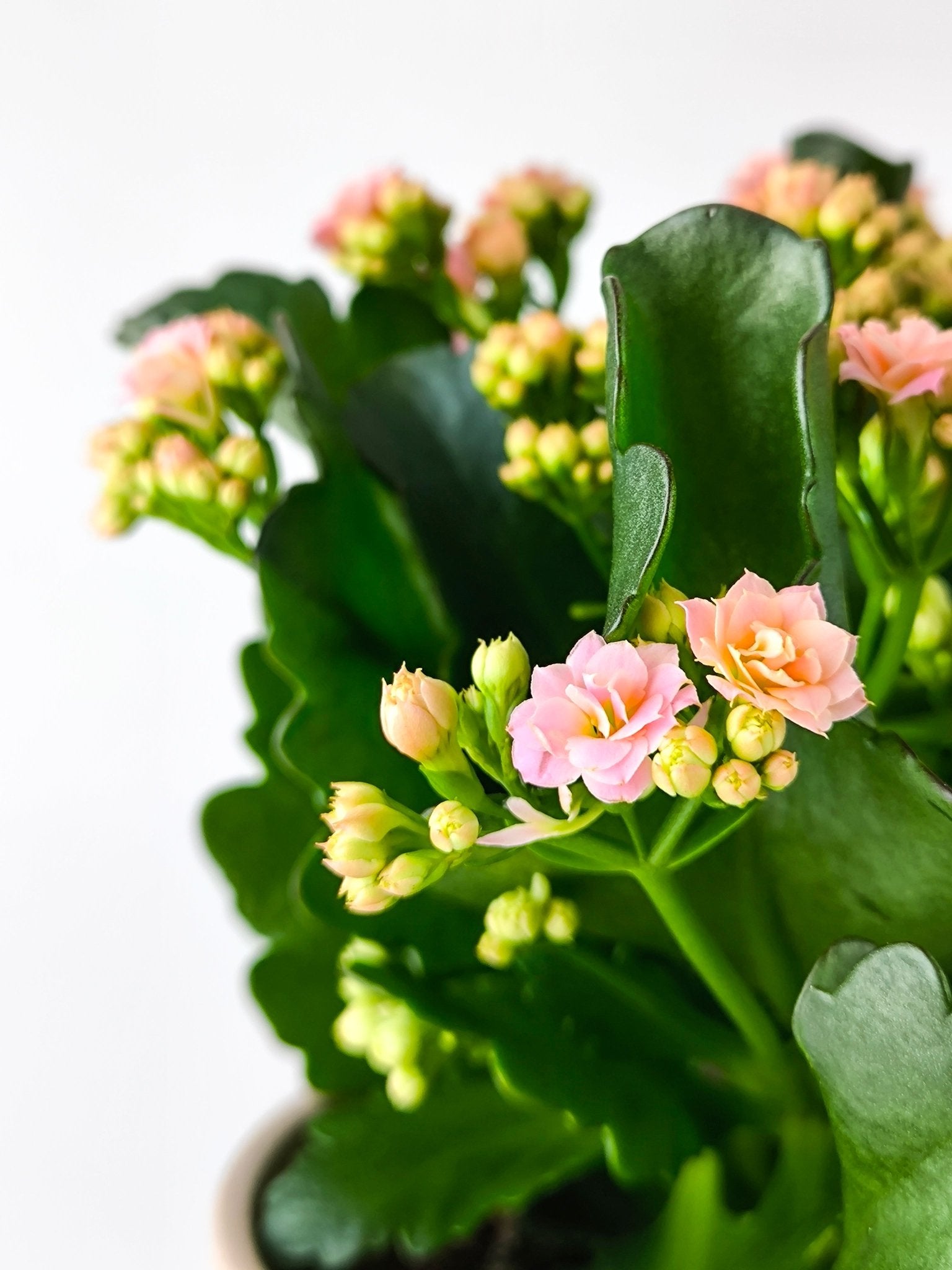 Kalanchoe Rosa - Napuplant