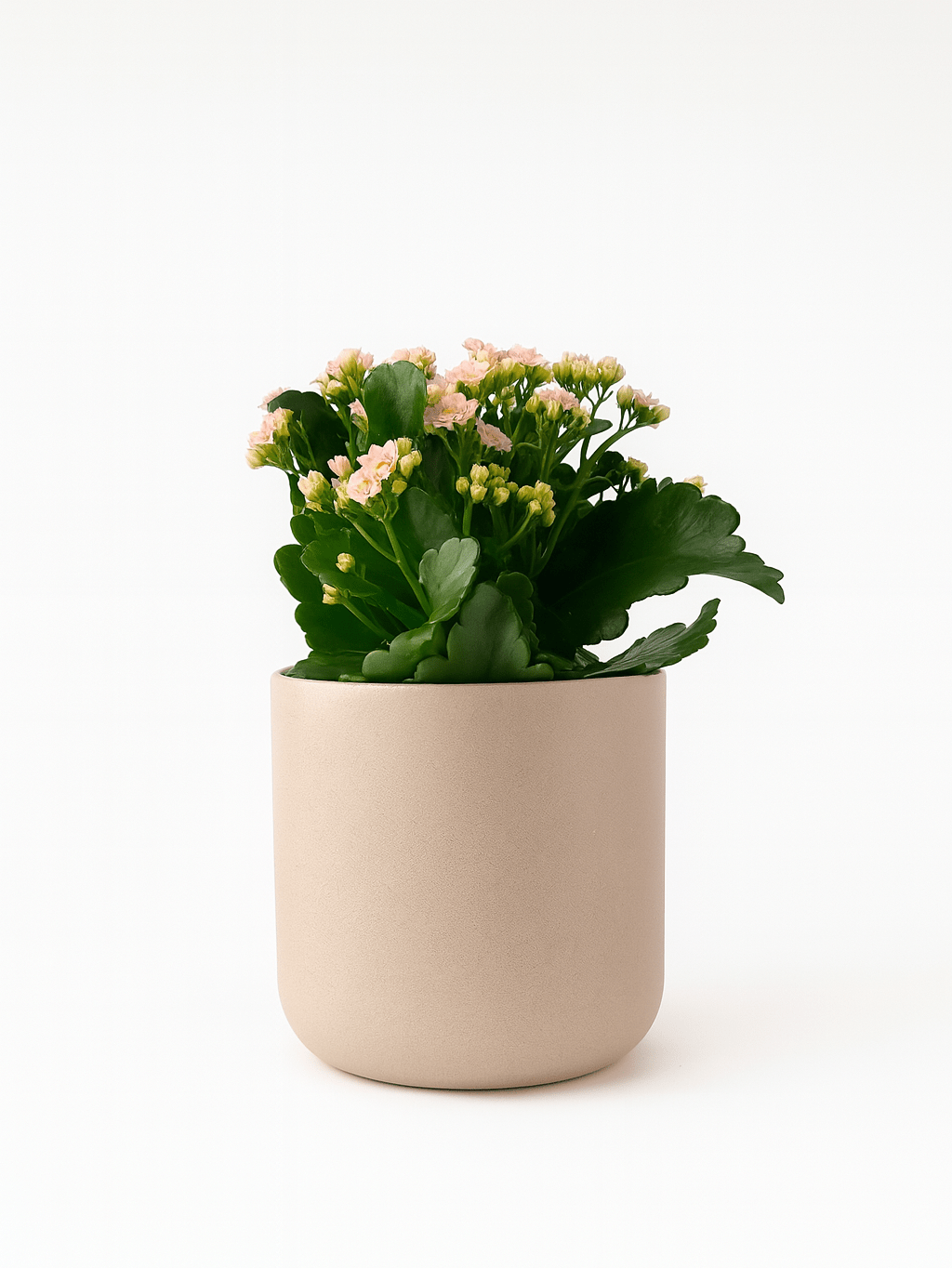 Kalanchoe Rosa - Napuplant