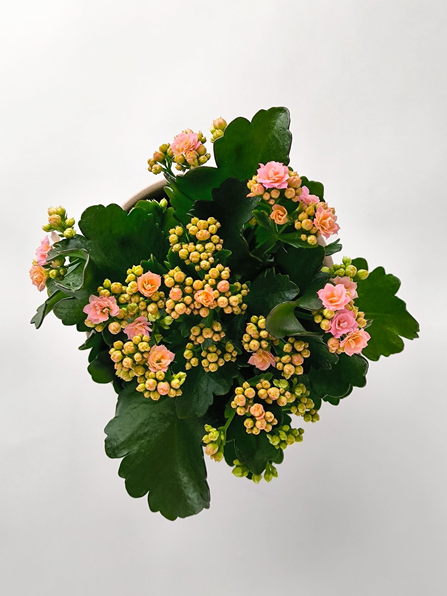 Kalanchoe Rosa - Napuplant