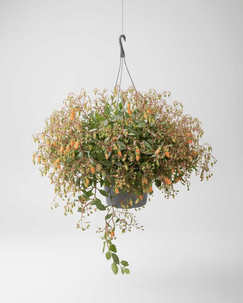 Kalanchoe Tessa