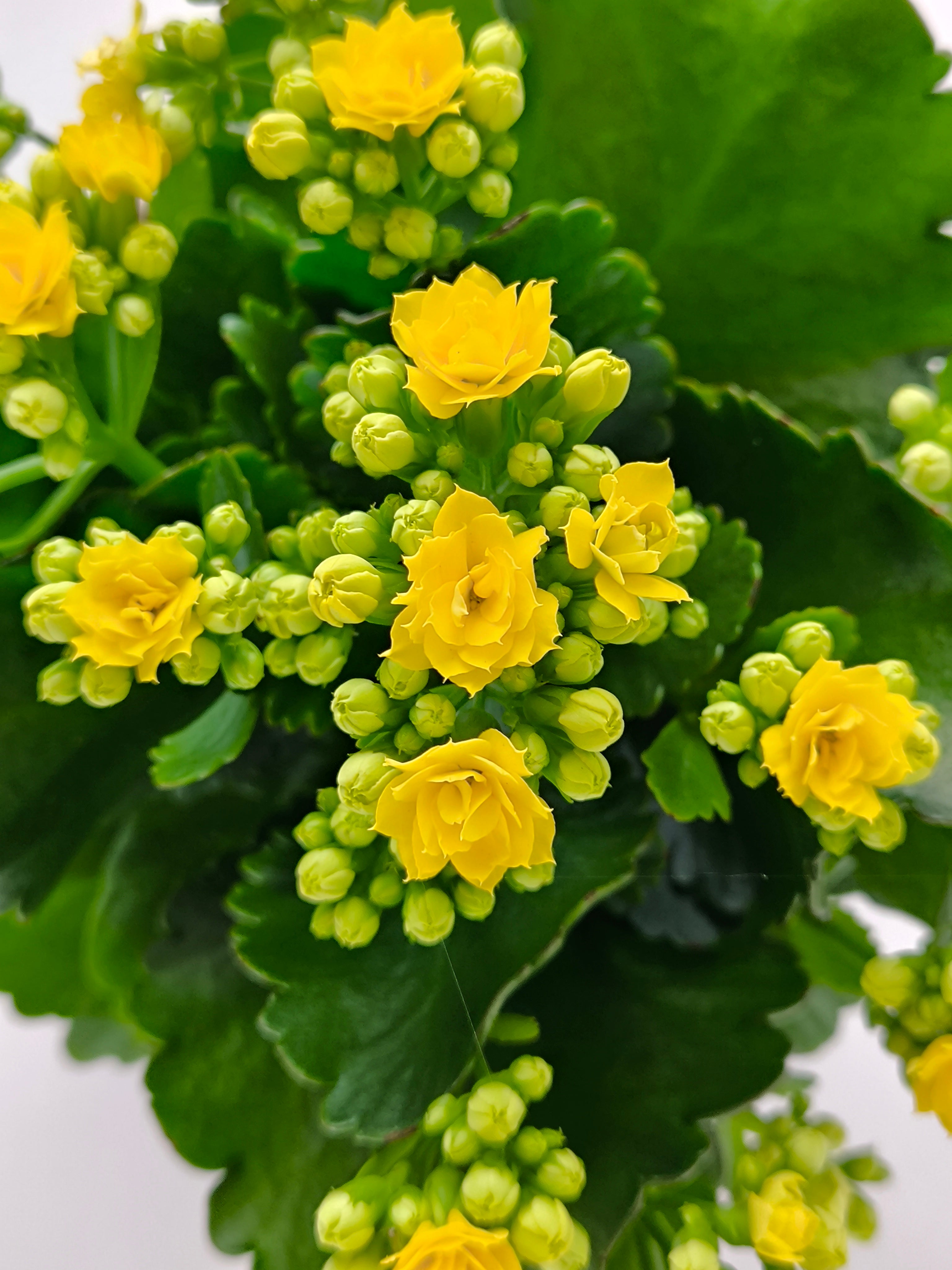 Kalanchoe Amarillo