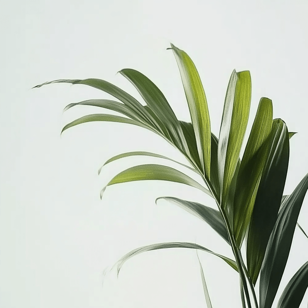 Kentia - Napuplant