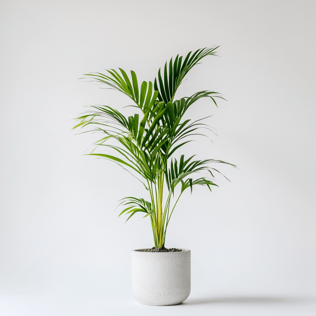Kentia - Napuplant