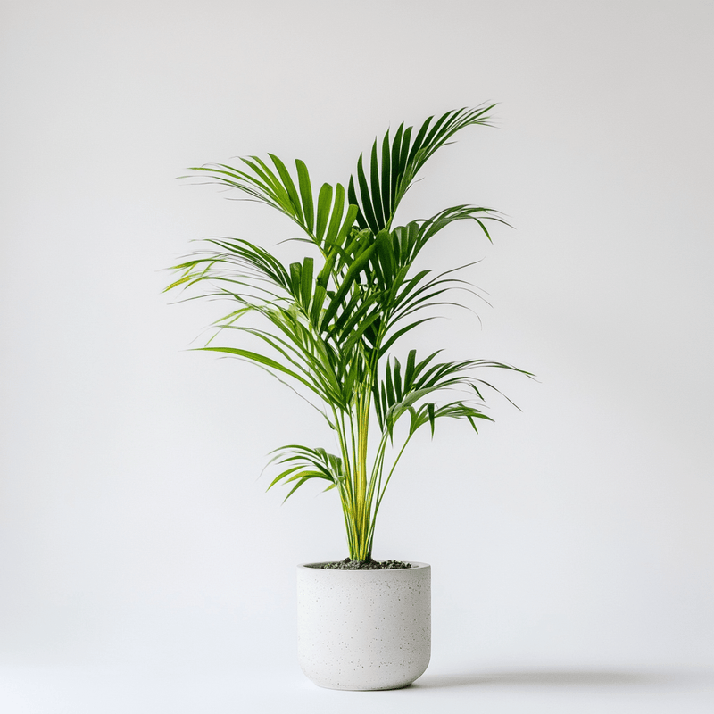 Kentia · Howea forsteriana