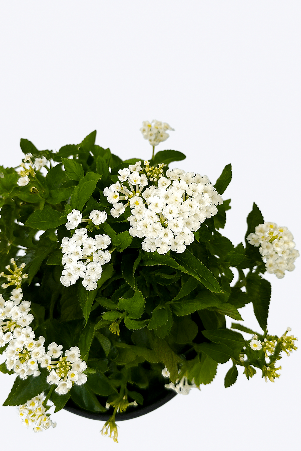 Lantana Color Mix - Napuplant