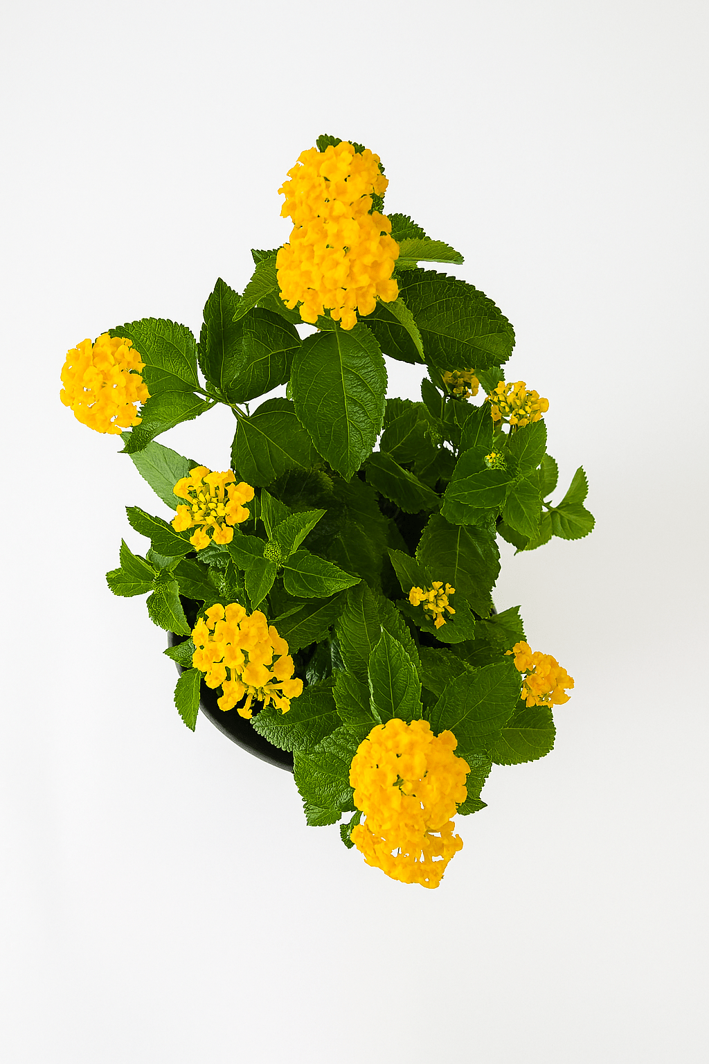 Lantana Color Mix - Napuplant