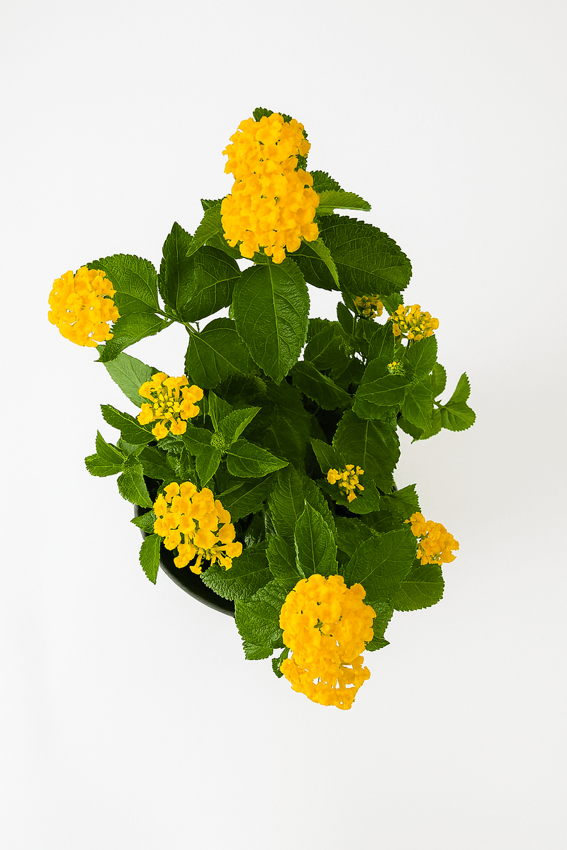 Lantana Color Mix - Napuplant