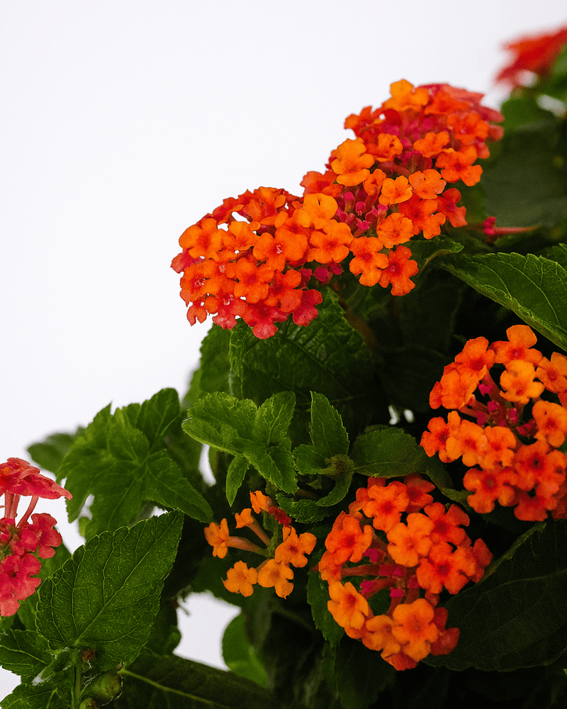 Lantana Color Mix