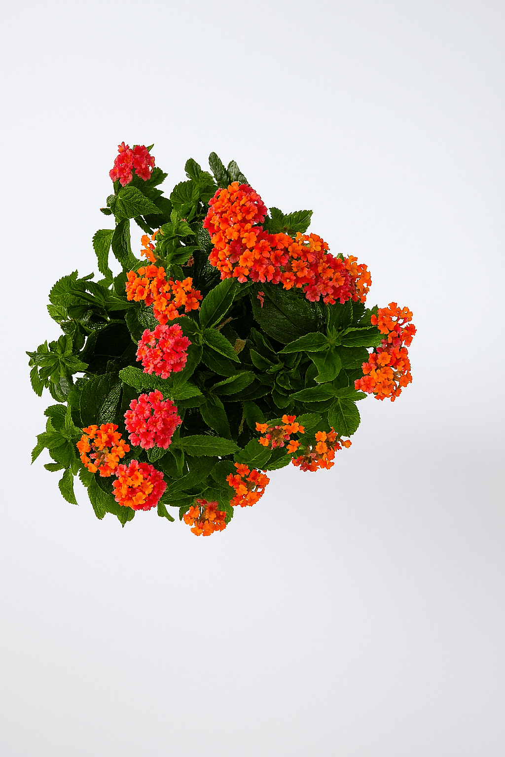 Lantana Color Mix - Napuplant